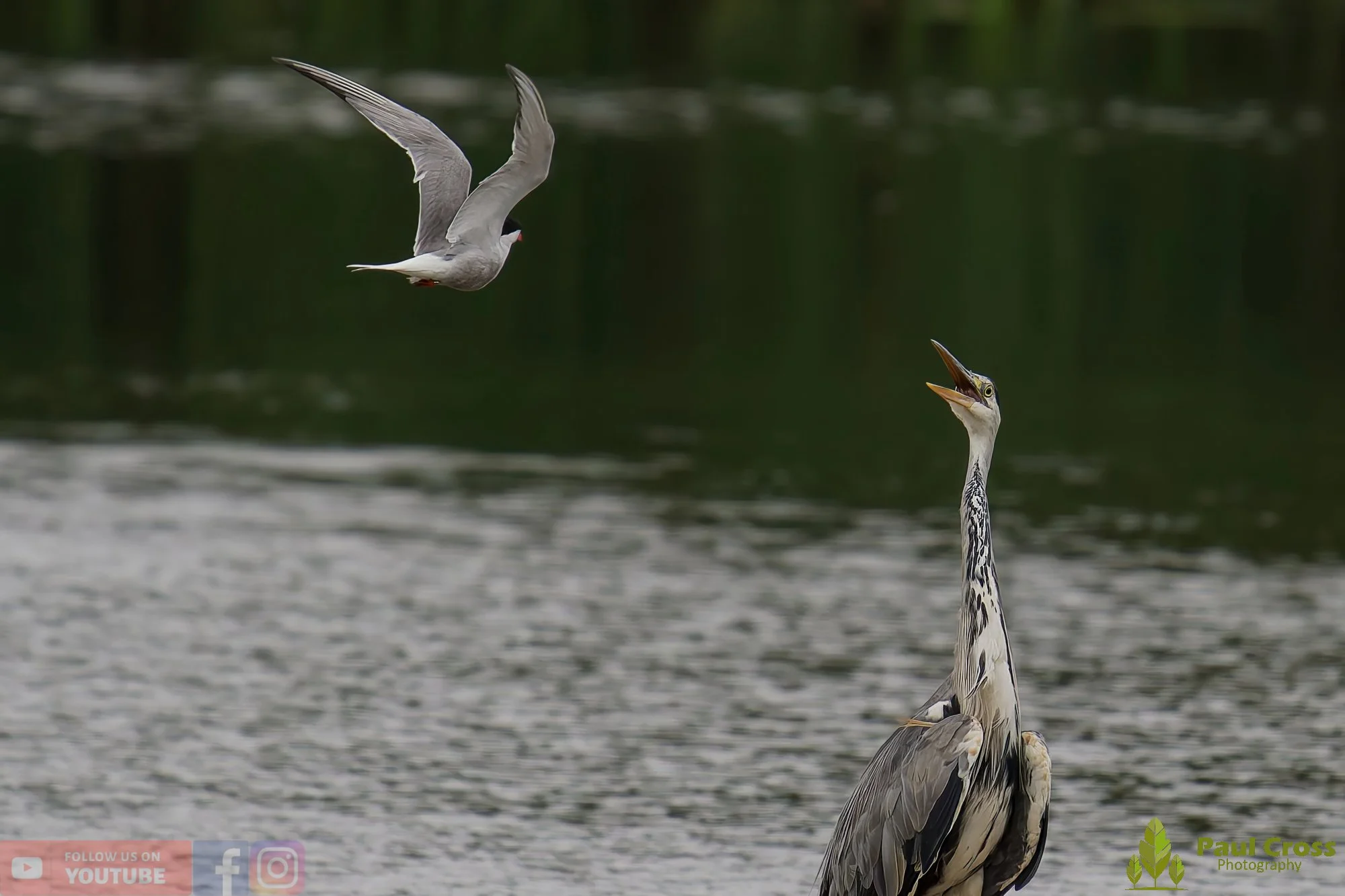 Grey Heron-00615.jpg