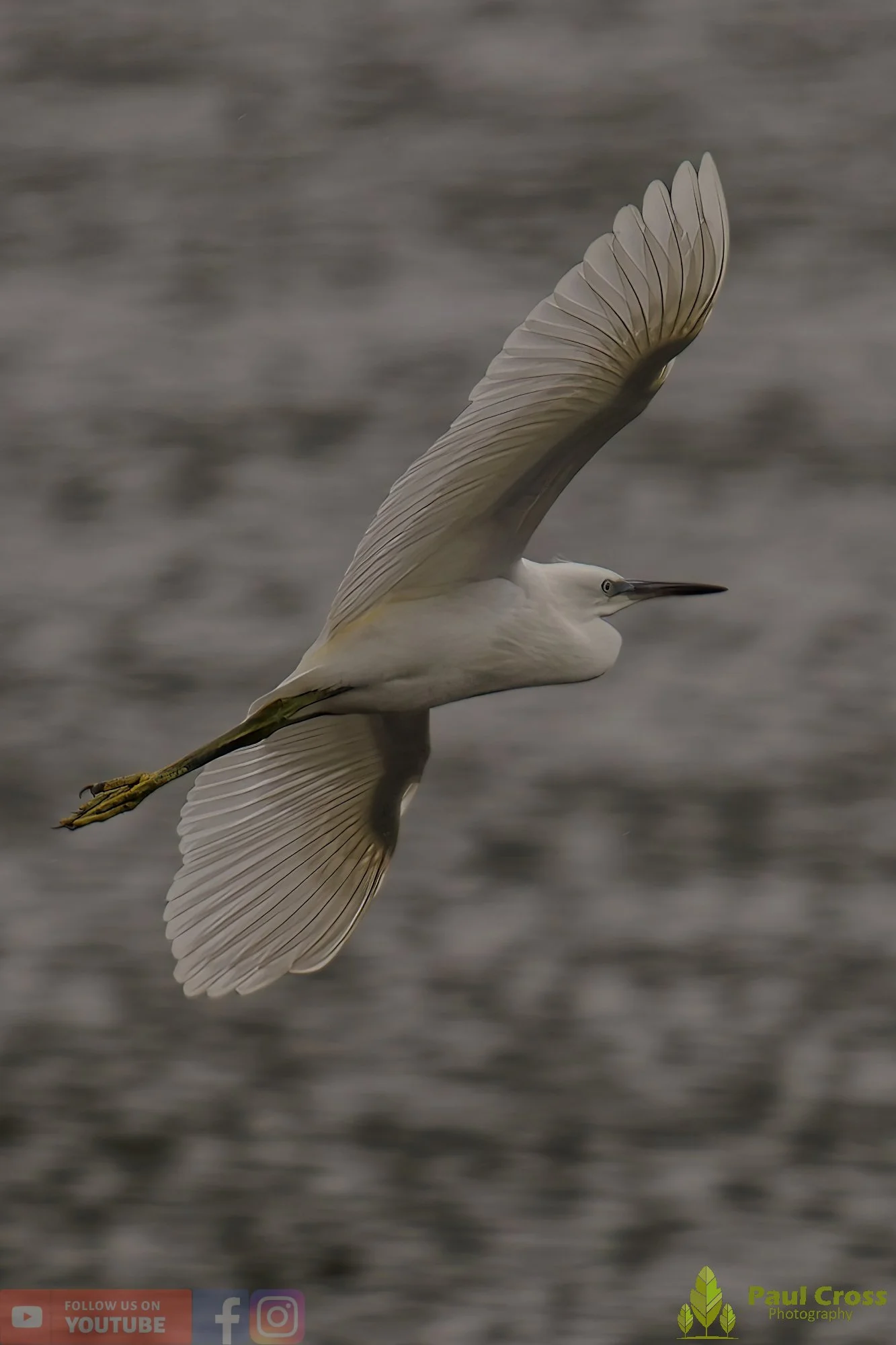 Little Egret-00441.jpg