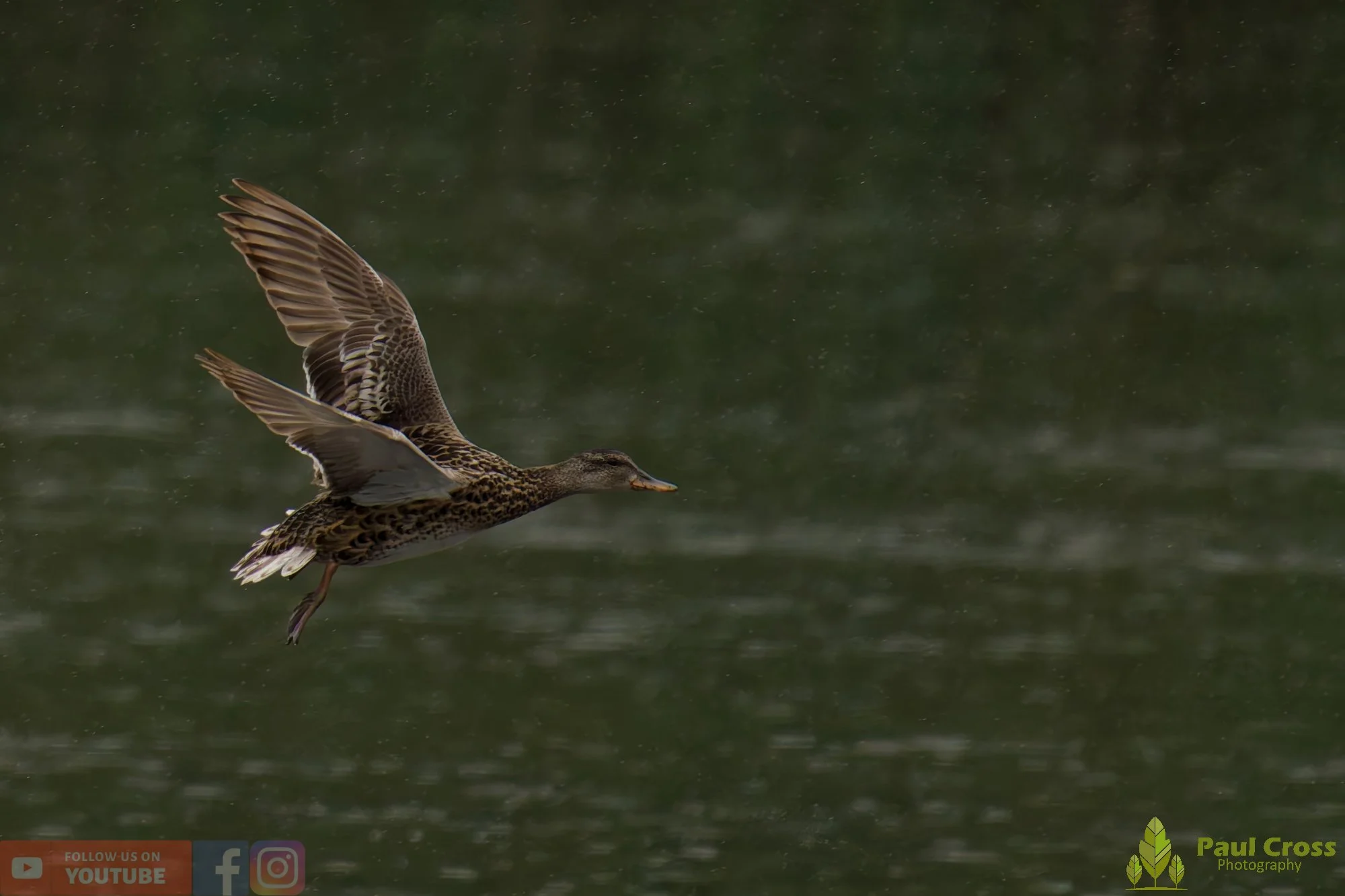 Mallard Duck-01069.jpg