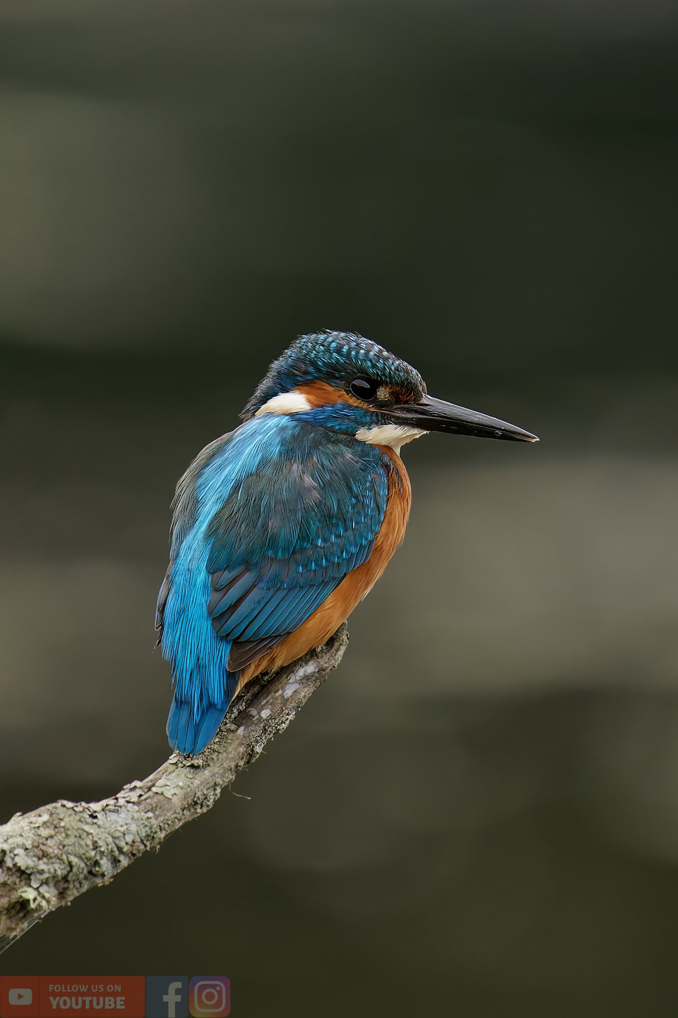 Kingfisher-00375.jpg