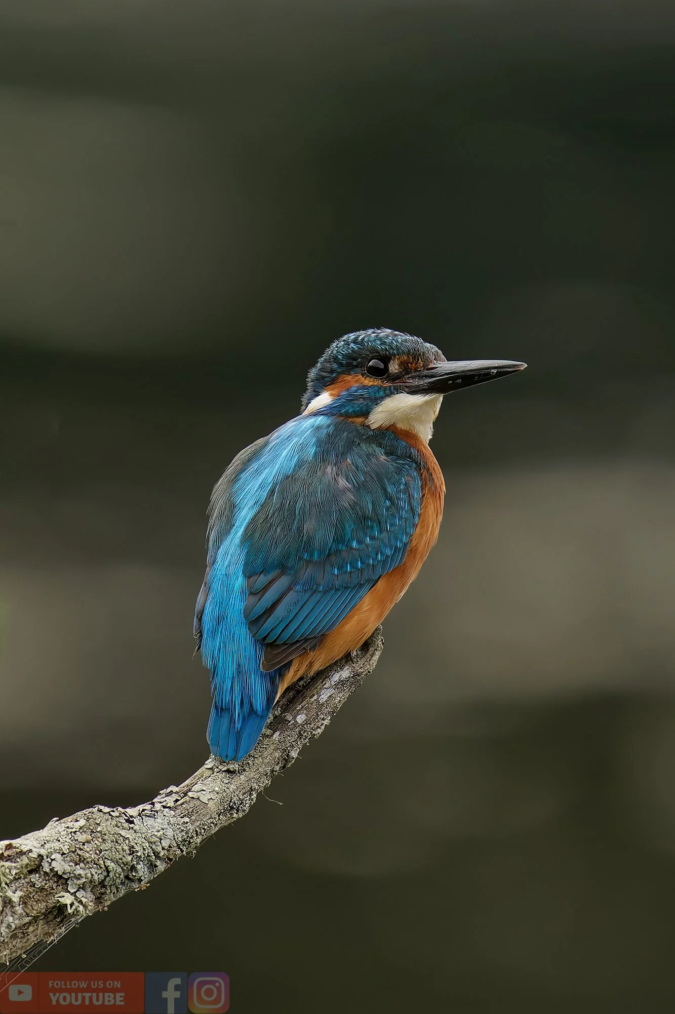 Kingfisher-00374.jpg