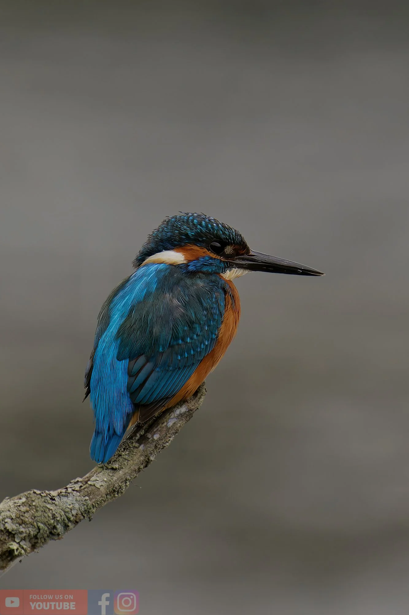 Kingfisher-00376.jpg