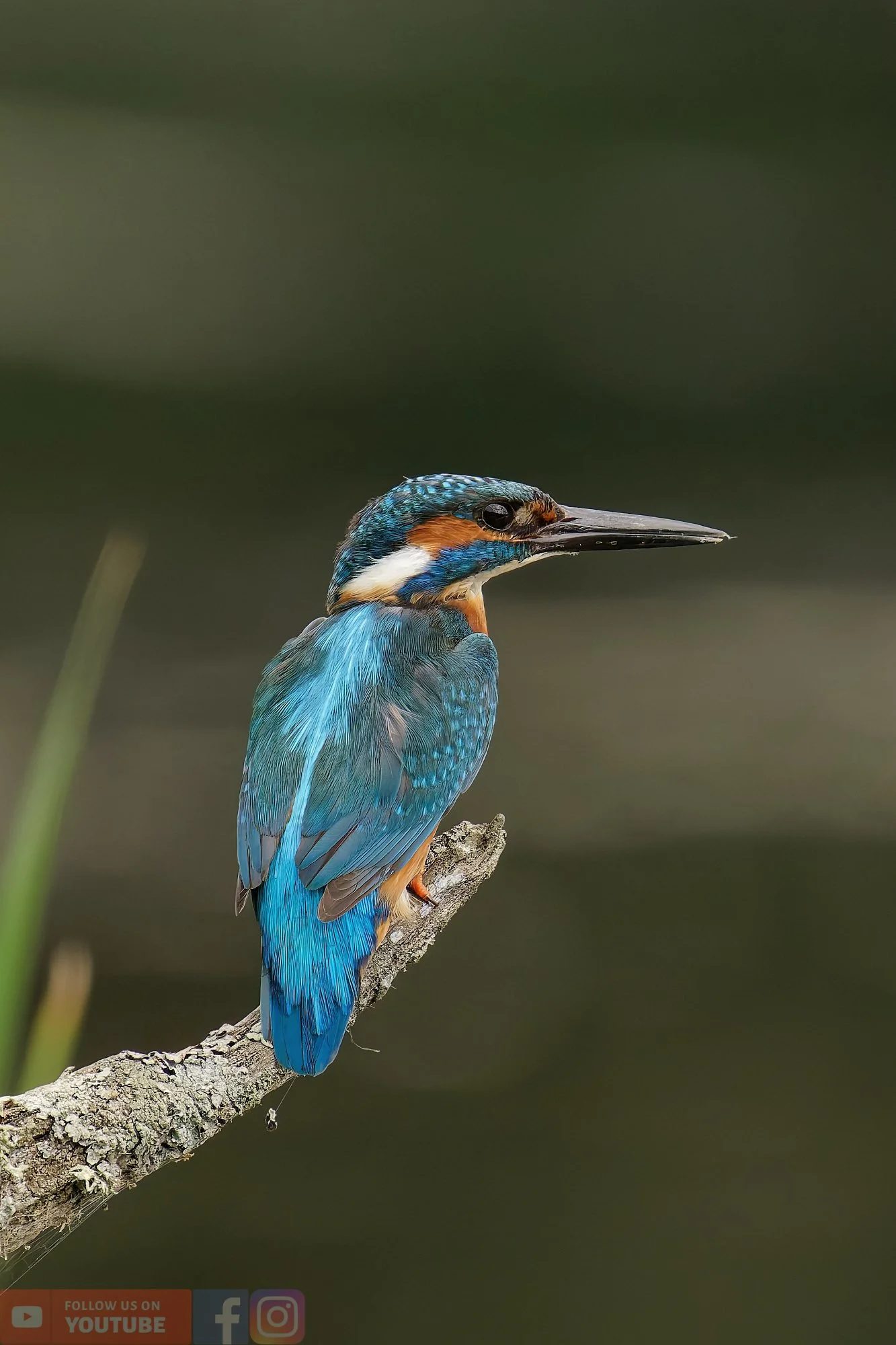 Kingfisher-00377.jpg