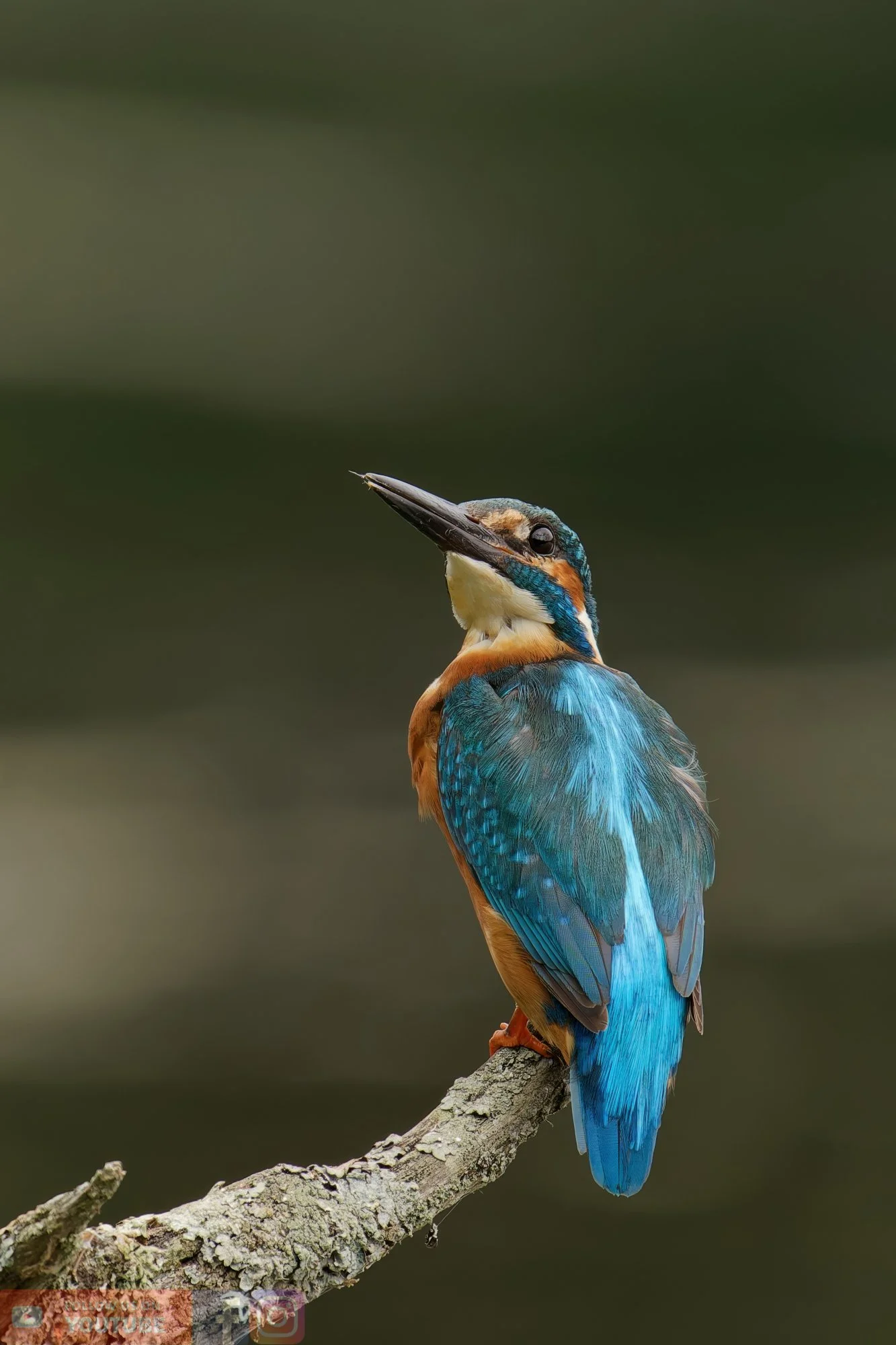 Kingfisher-00378.jpg