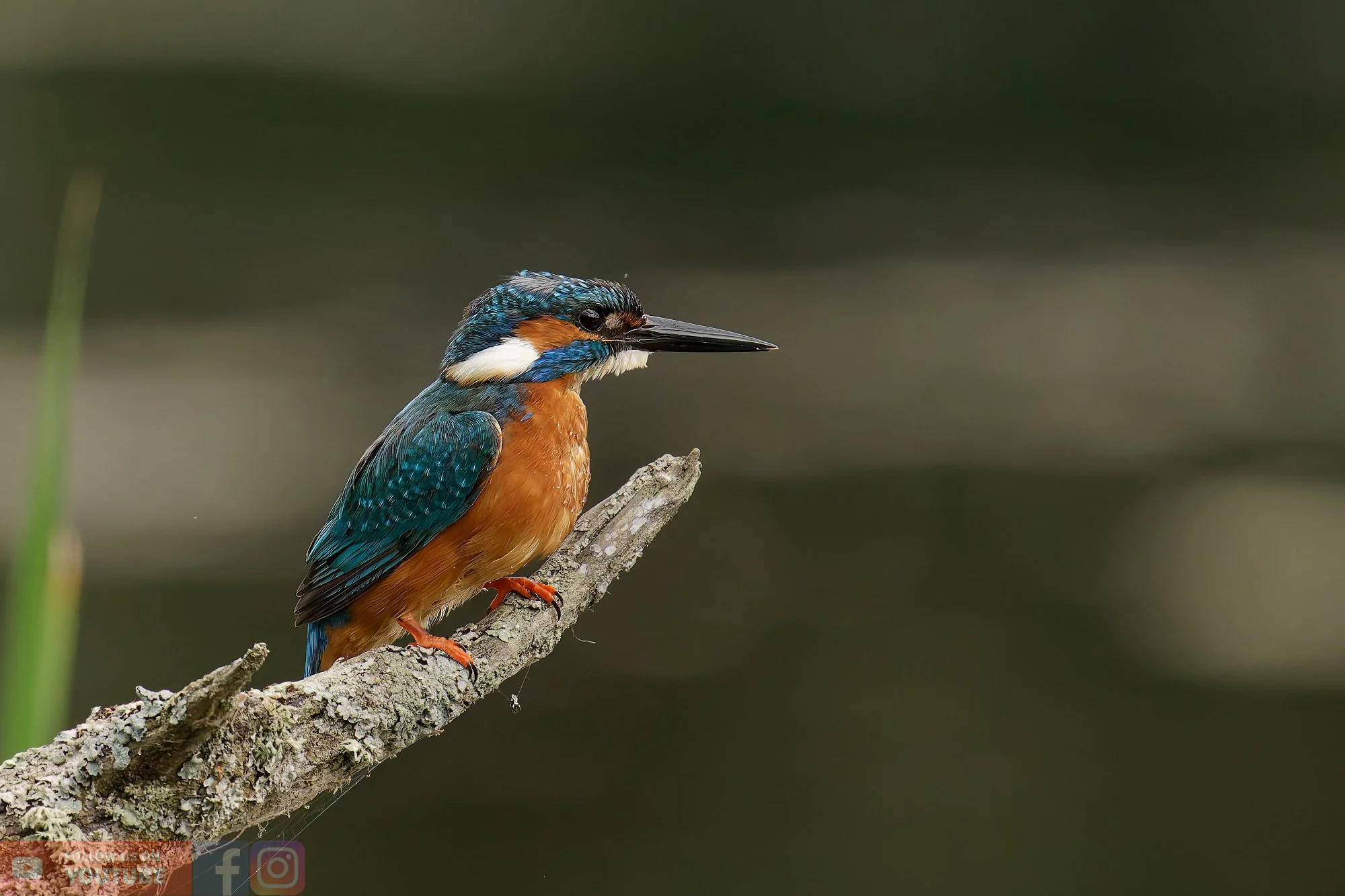Kingfisher-00380.jpg