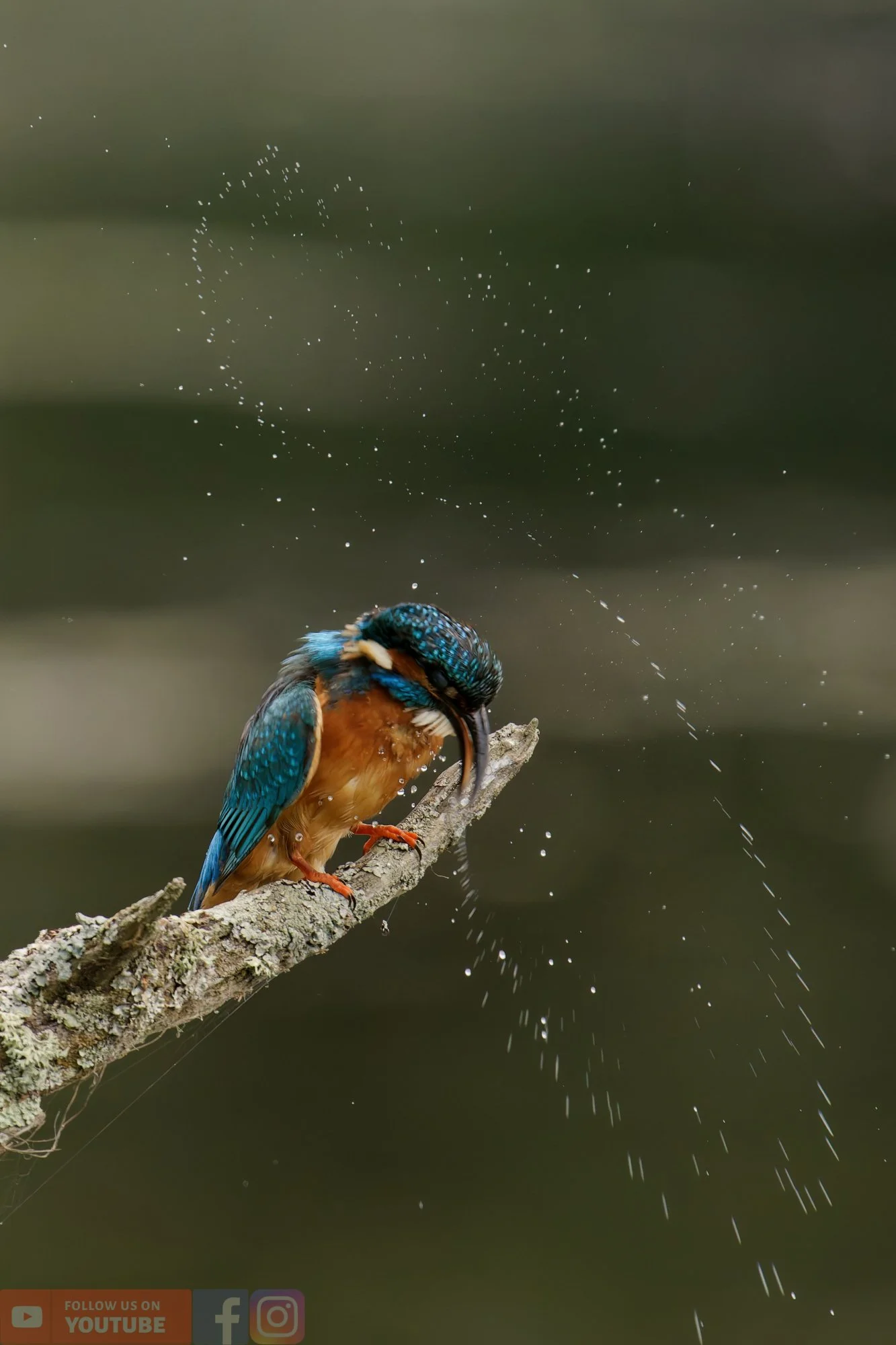 Kingfisher-00381.jpg