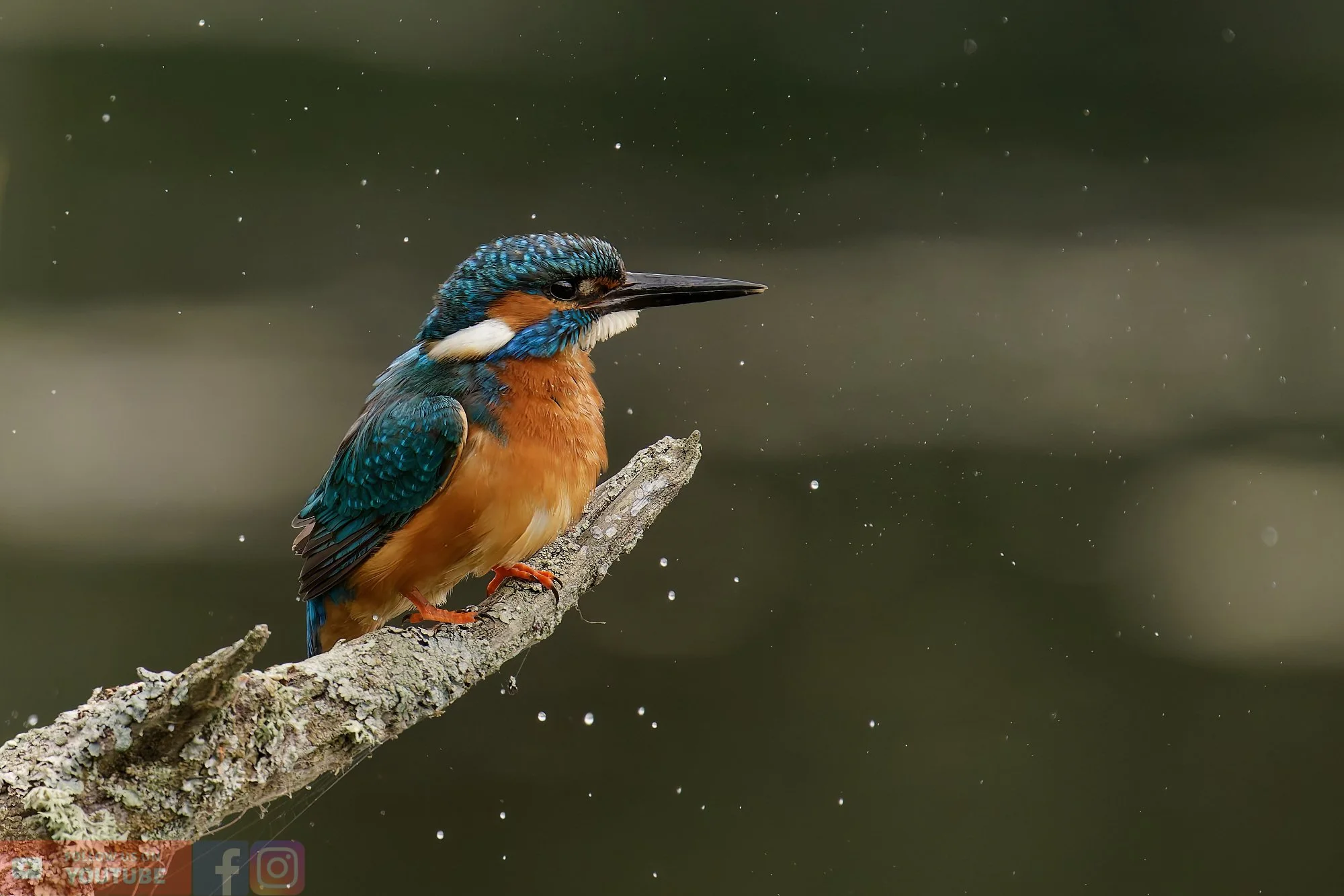 Kingfisher-00382.jpg