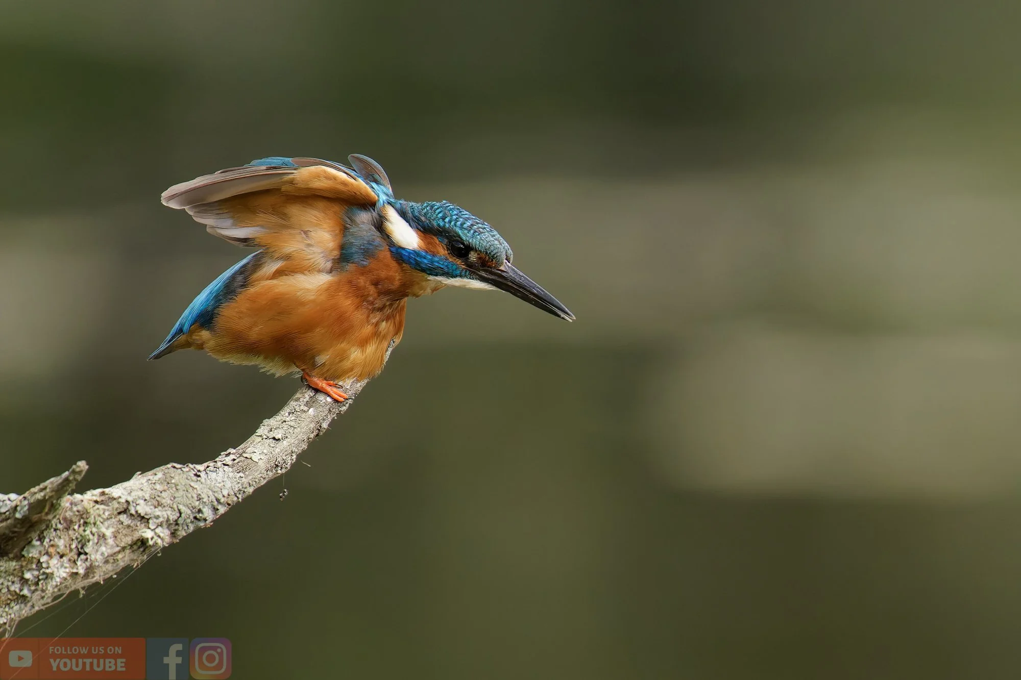 Kingfisher-00384.jpg