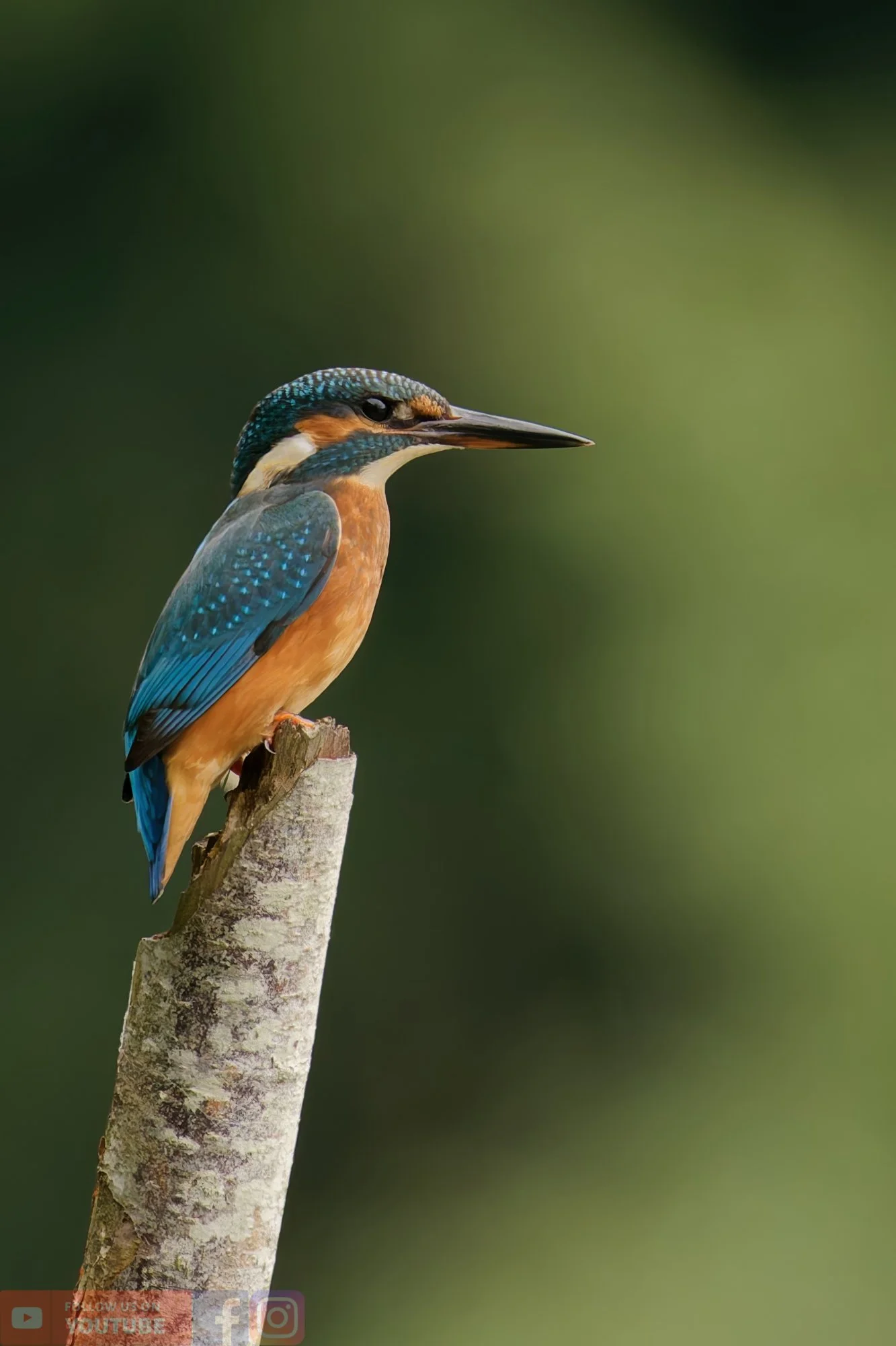 Kingfisher-00385.jpg