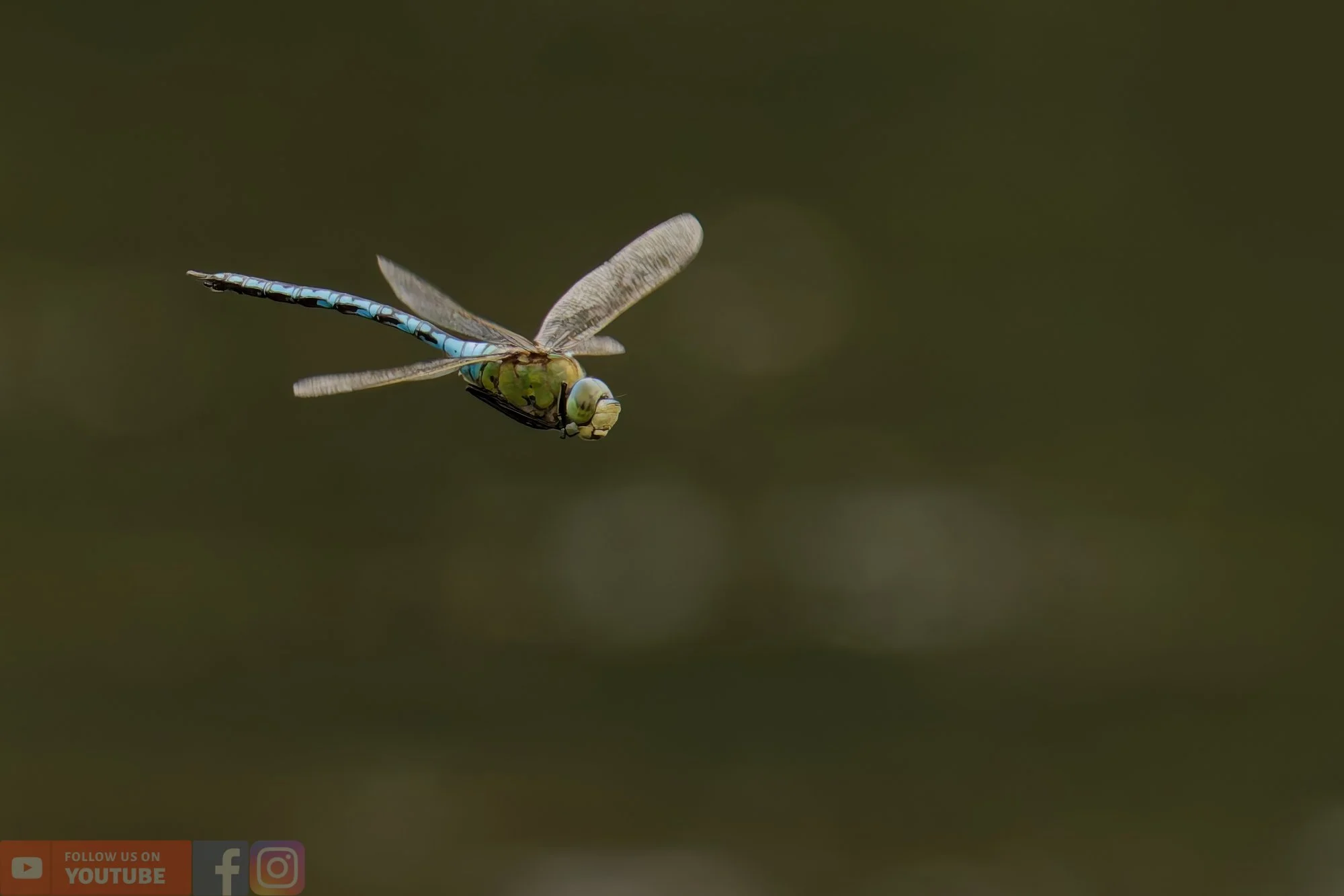 Emperor Dragonfly - Anax Imperator-00027.jpg