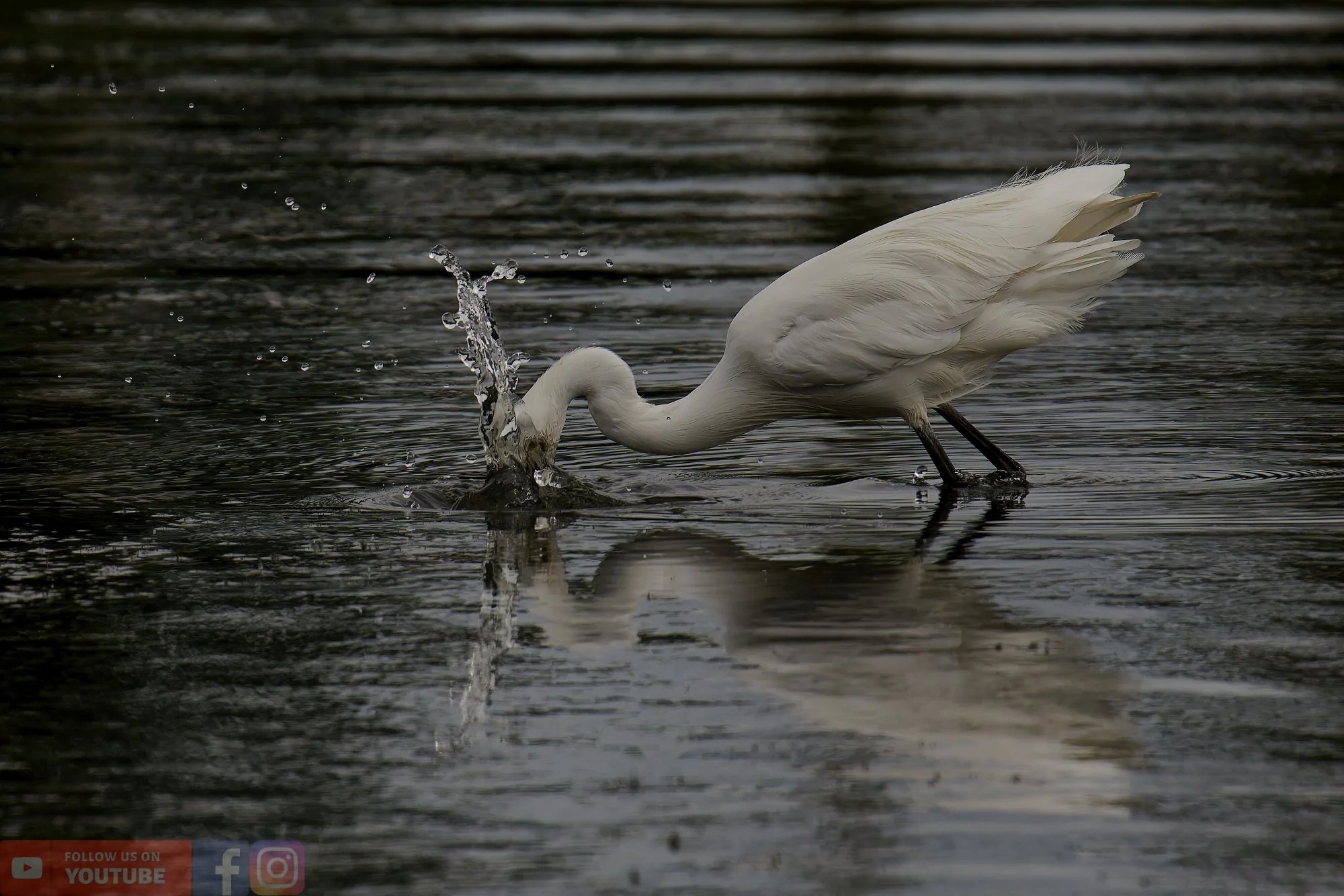 Little Egret-00443.jpg