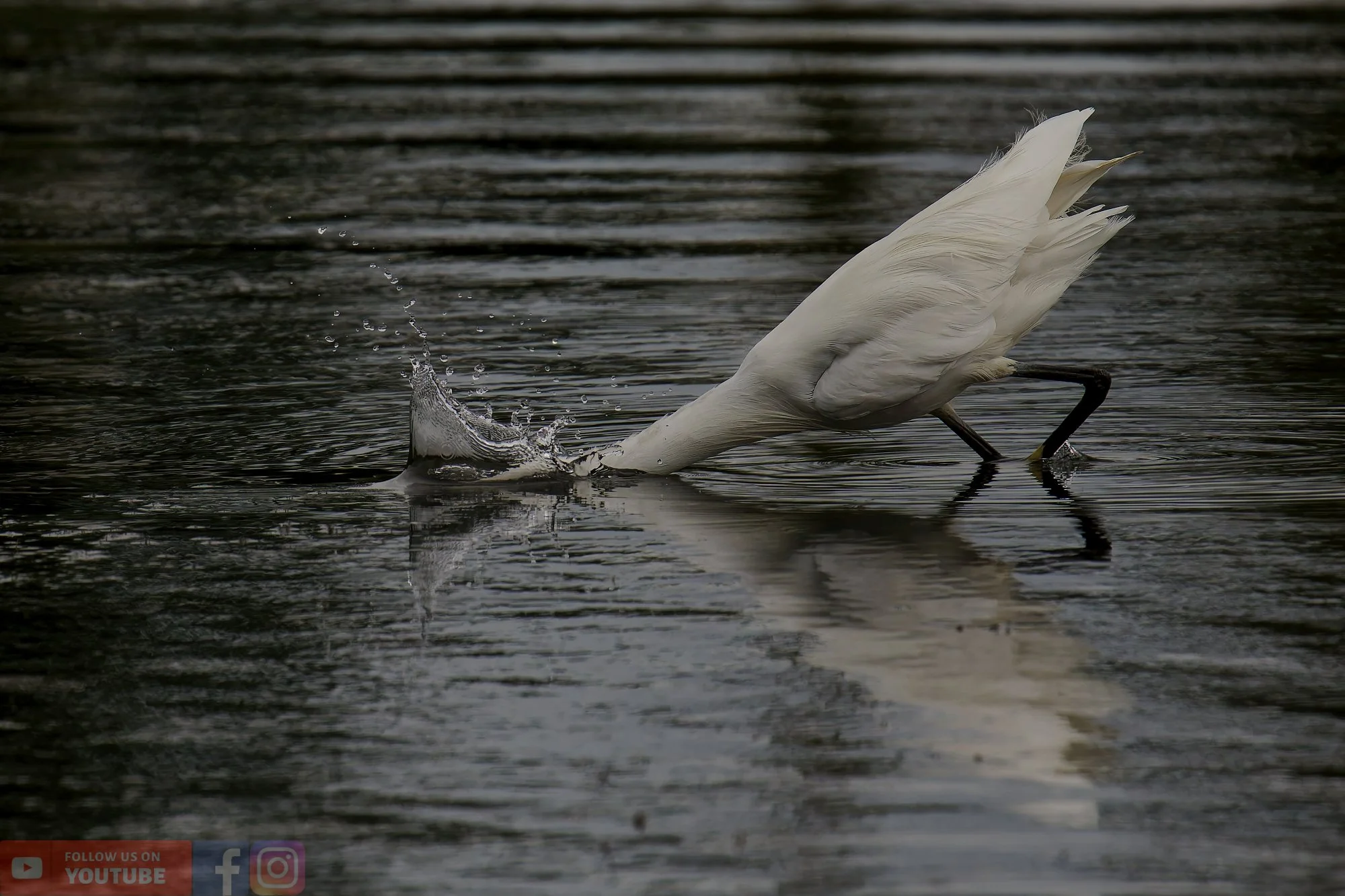 Little Egret-00444.jpg