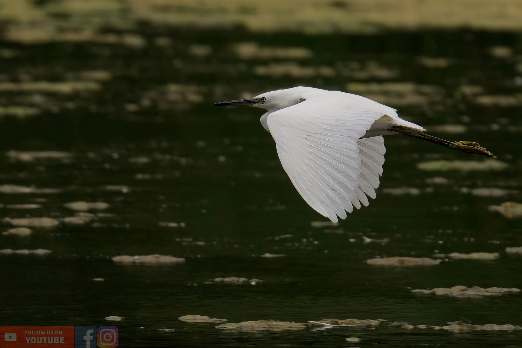 Little Egret-00445.jpg