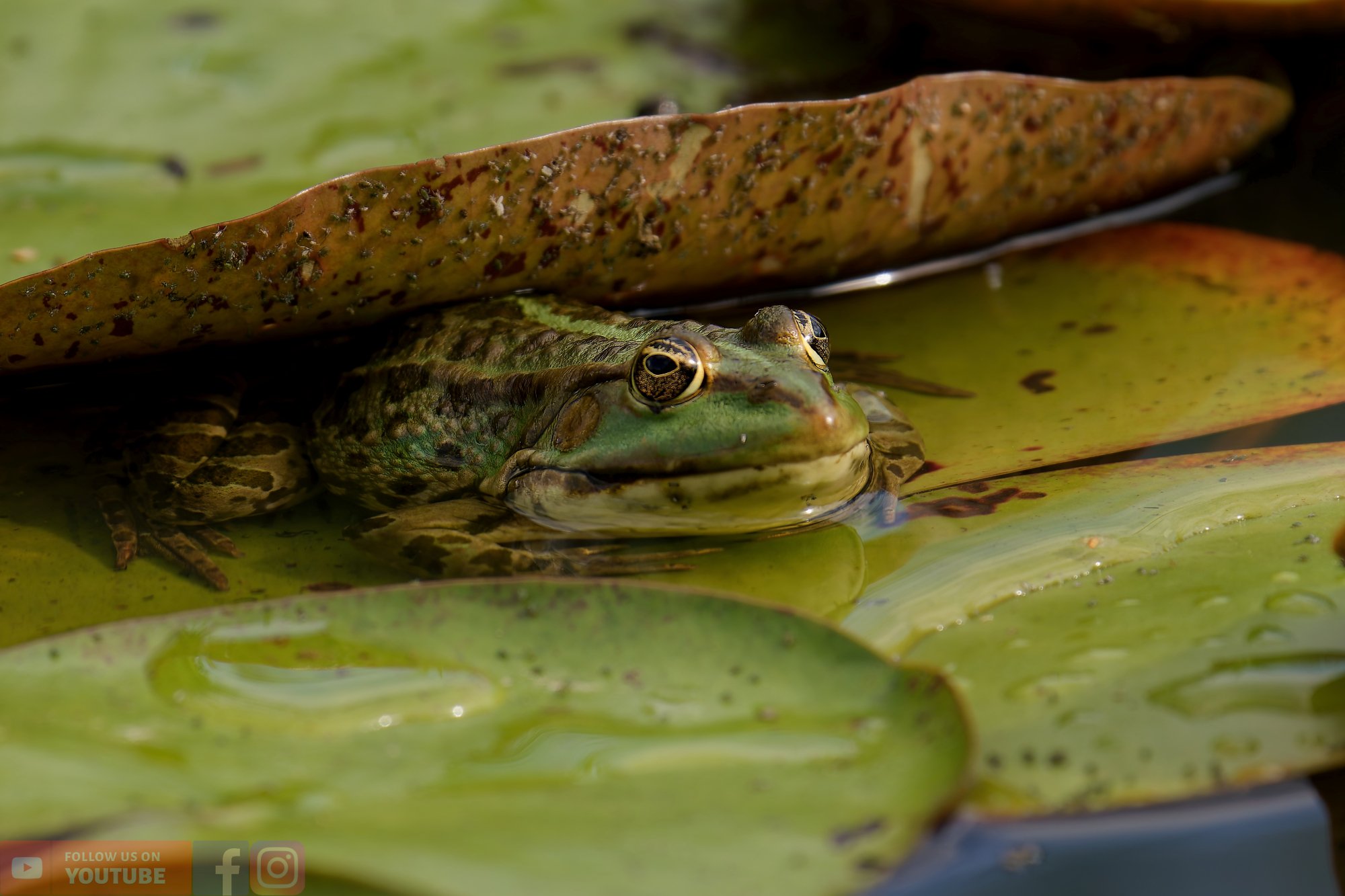 Marsh Frog-00051.jpg