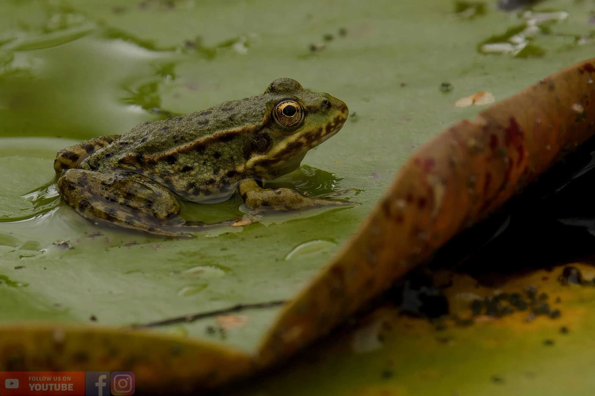 Marsh Frog-00053.jpg