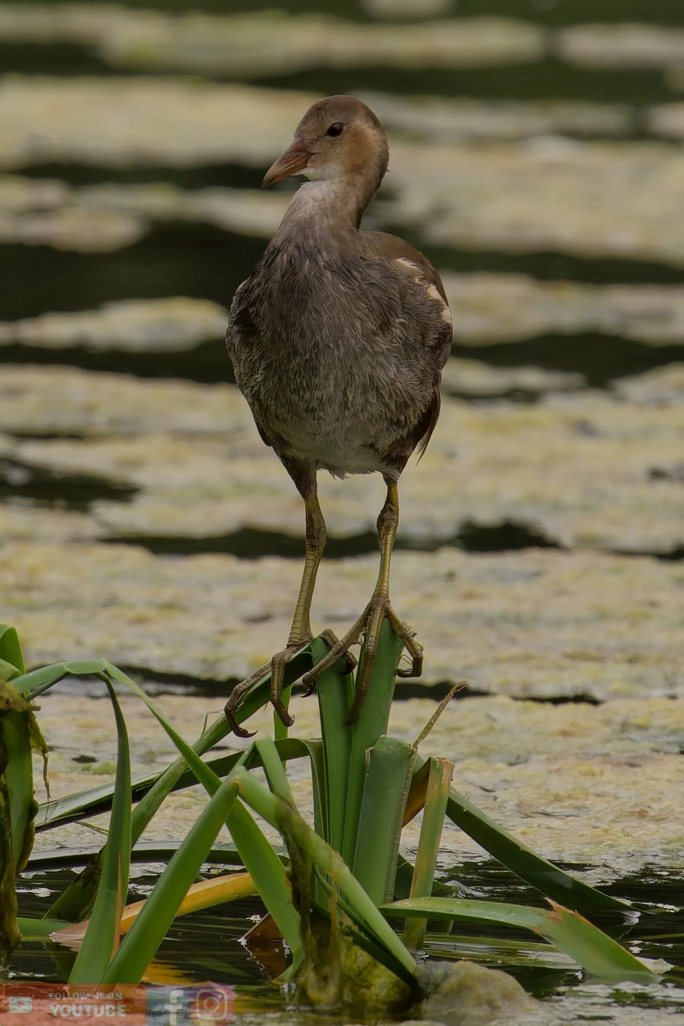 Moorhen-00219.jpg