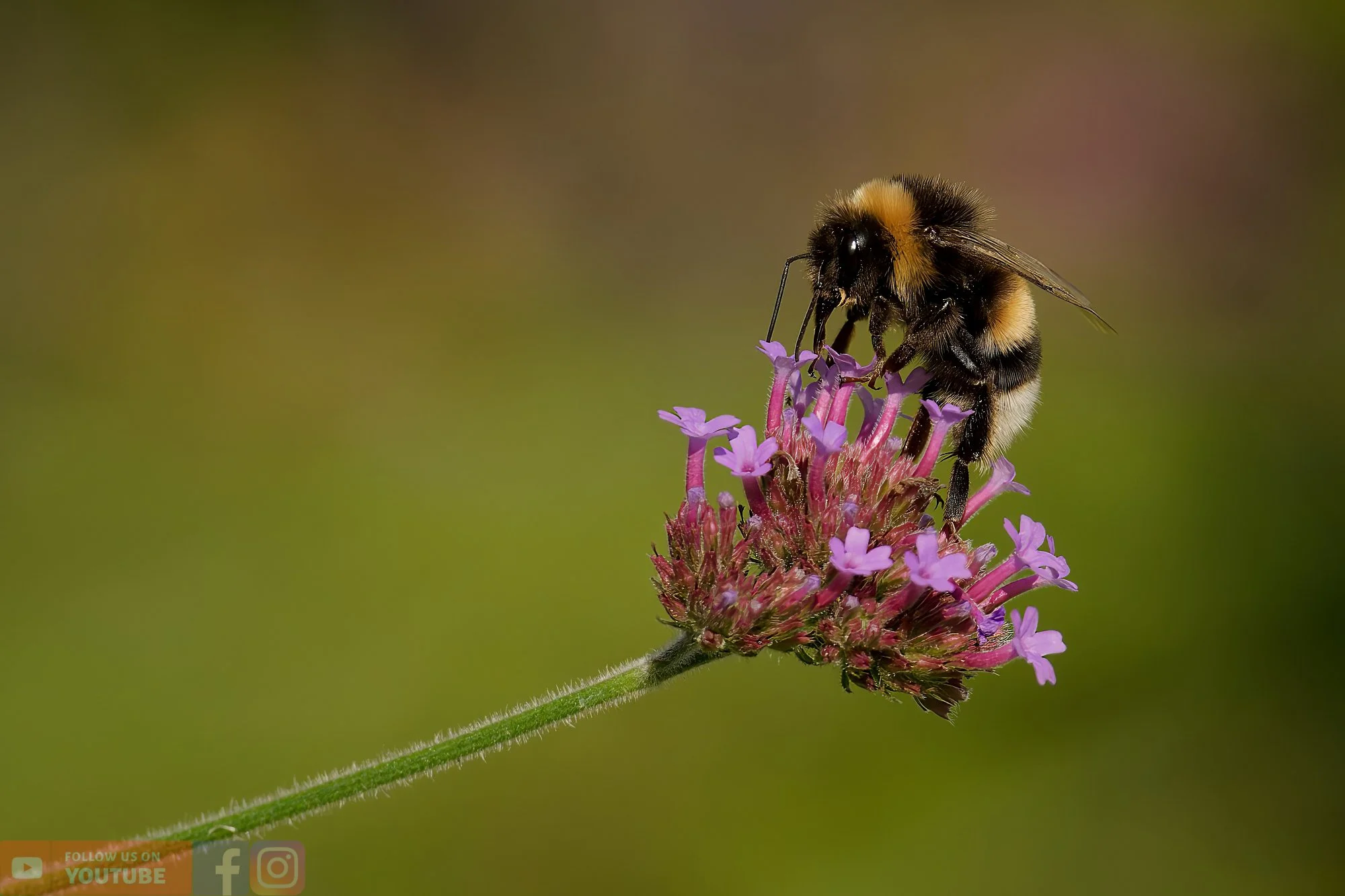 White-Tailed Bumblebee-00092.jpg