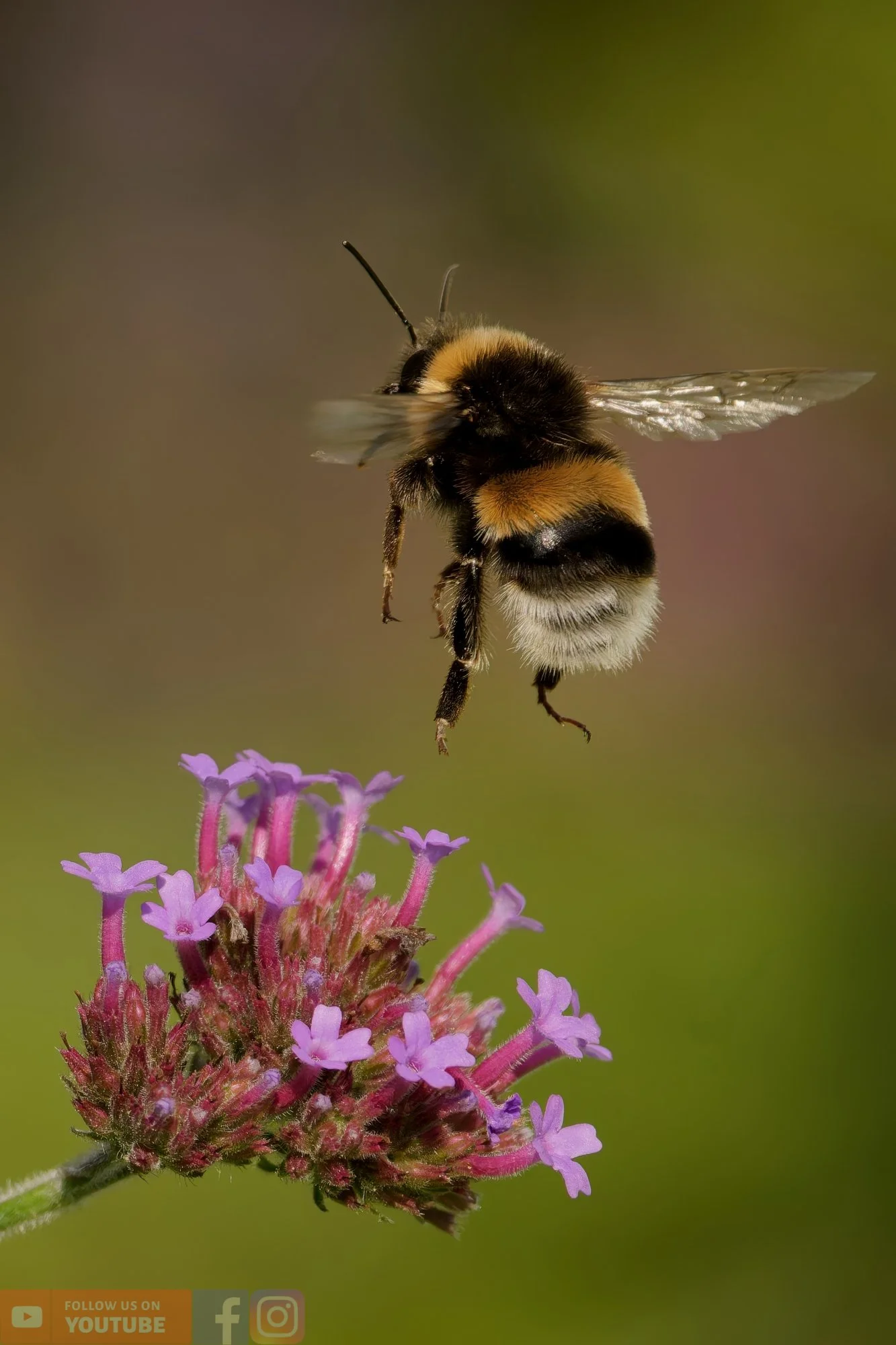 White-Tailed Bumblebee-00093.jpg
