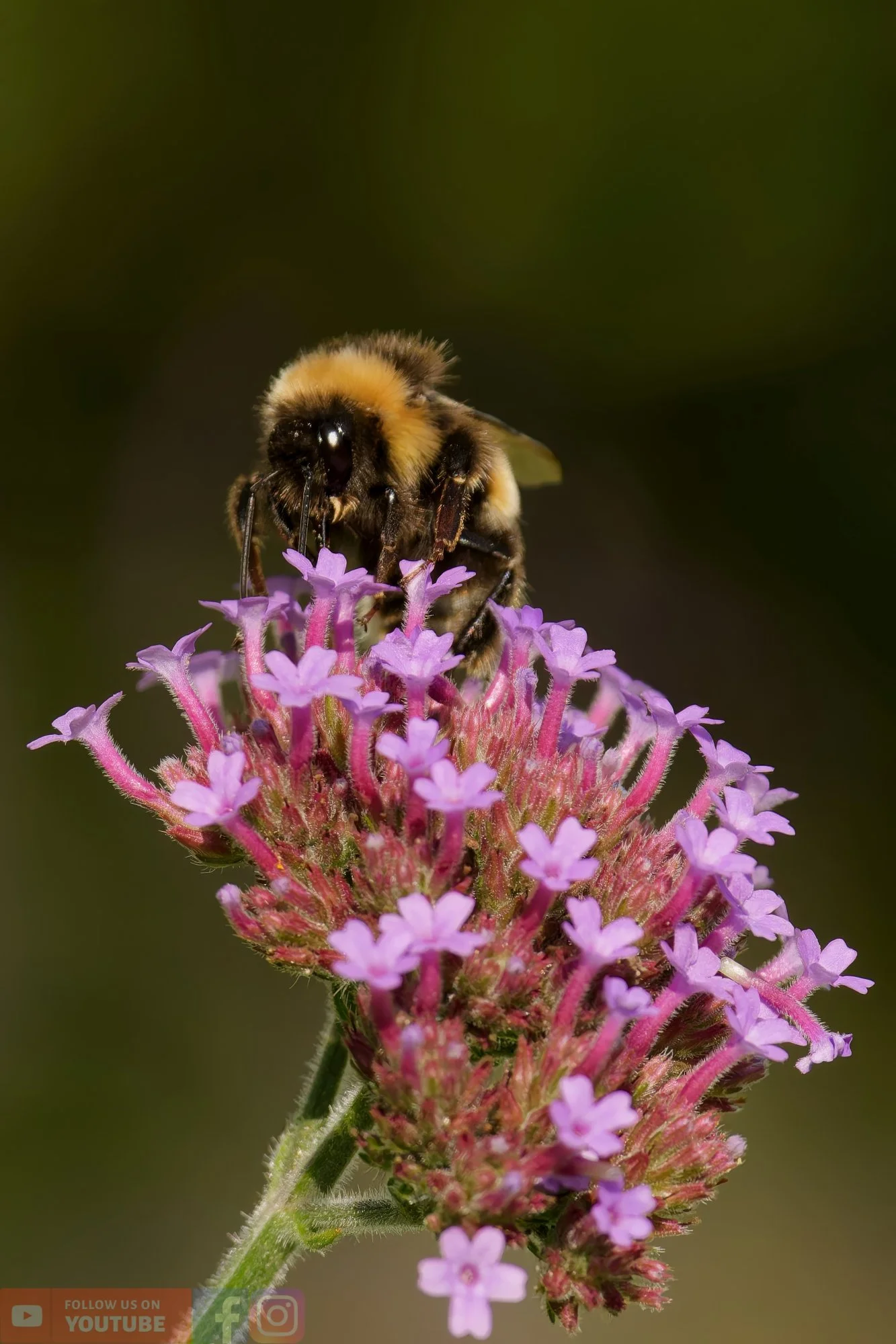 White-Tailed Bumblebee-00094.jpg