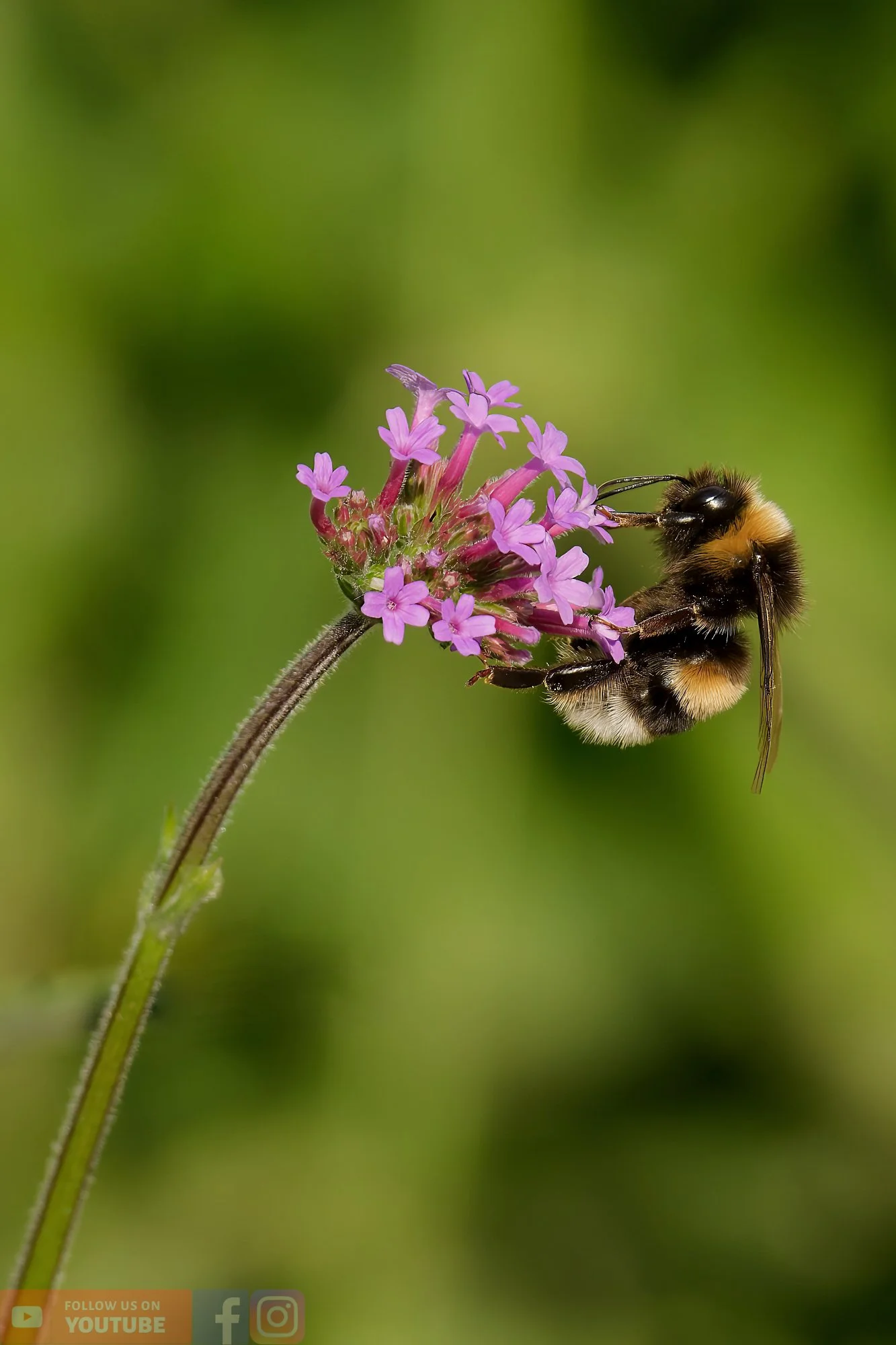 White-Tailed Bumblebee-00095.jpg