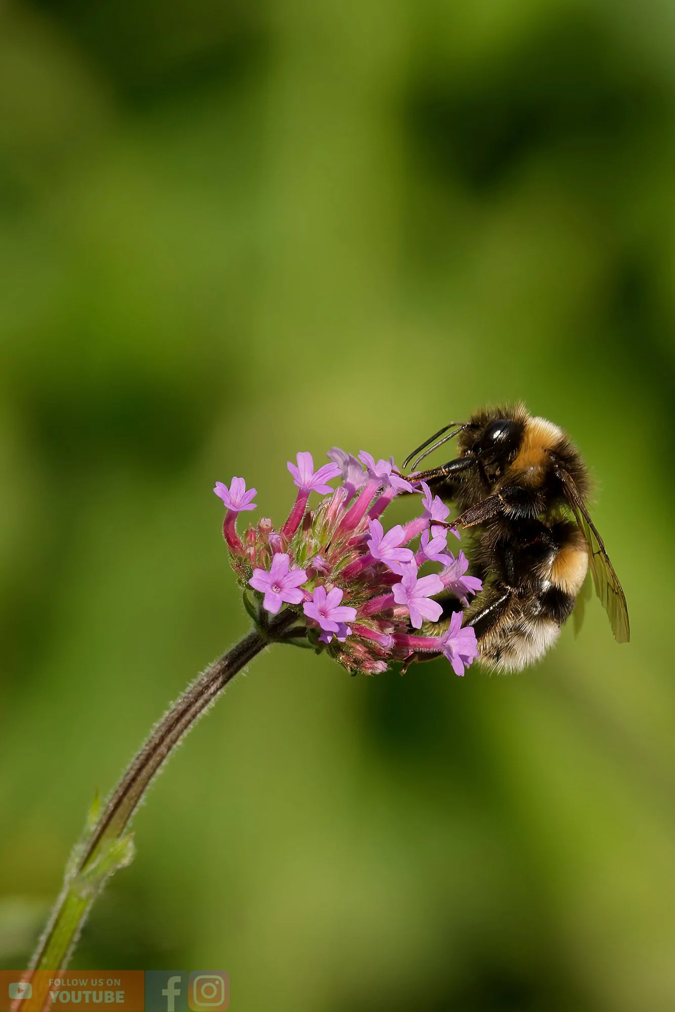 White-Tailed Bumblebee-00096.jpg