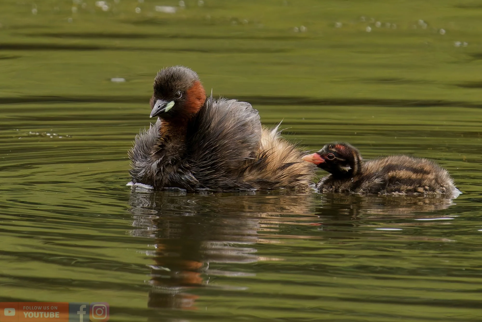 Little Grebe-00192.jpg