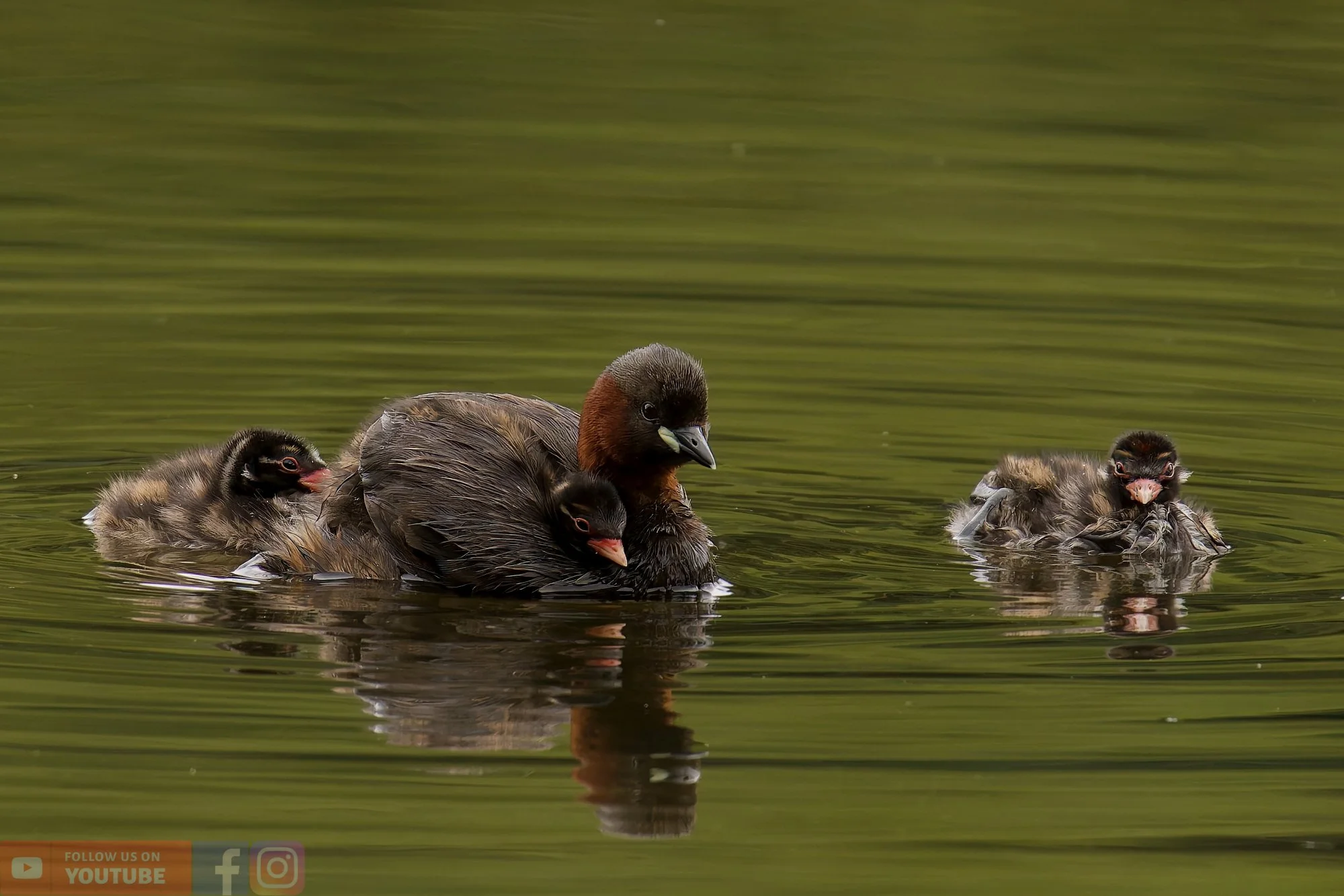 Little Grebe-00193.jpg