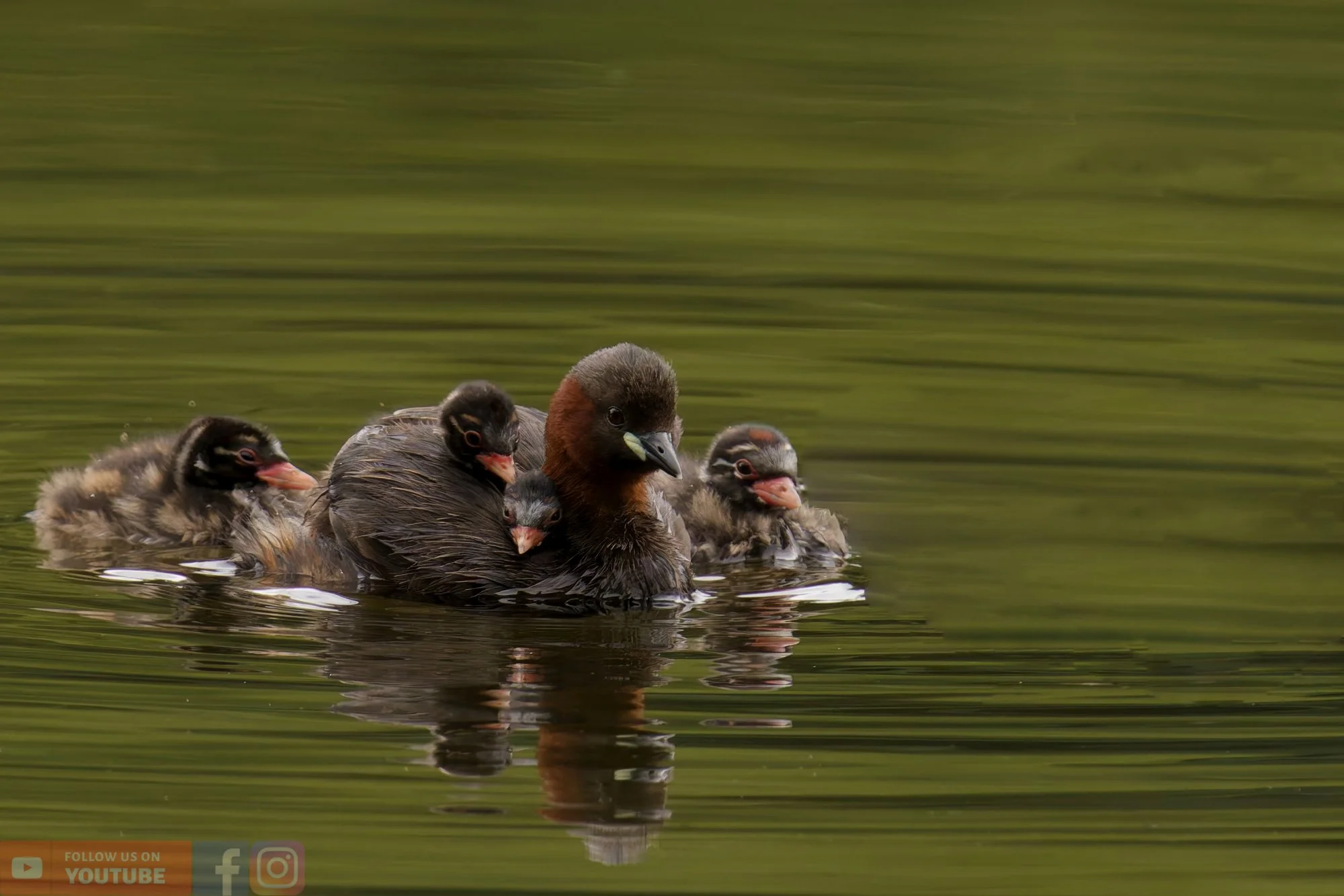 Little Grebe-00195.jpg
