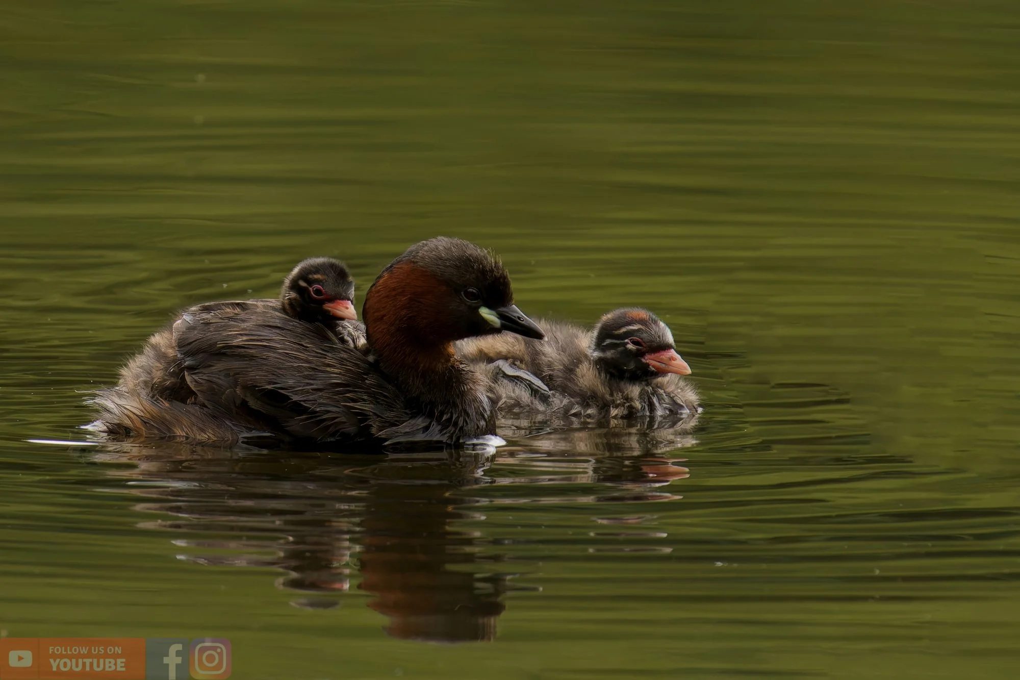 Little Grebe-00197.jpg