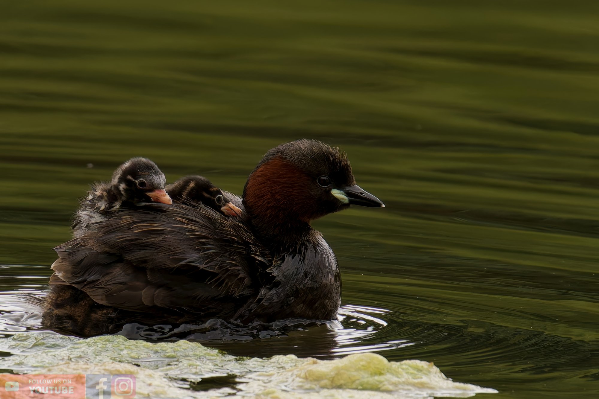 Little Grebe-00200.jpg