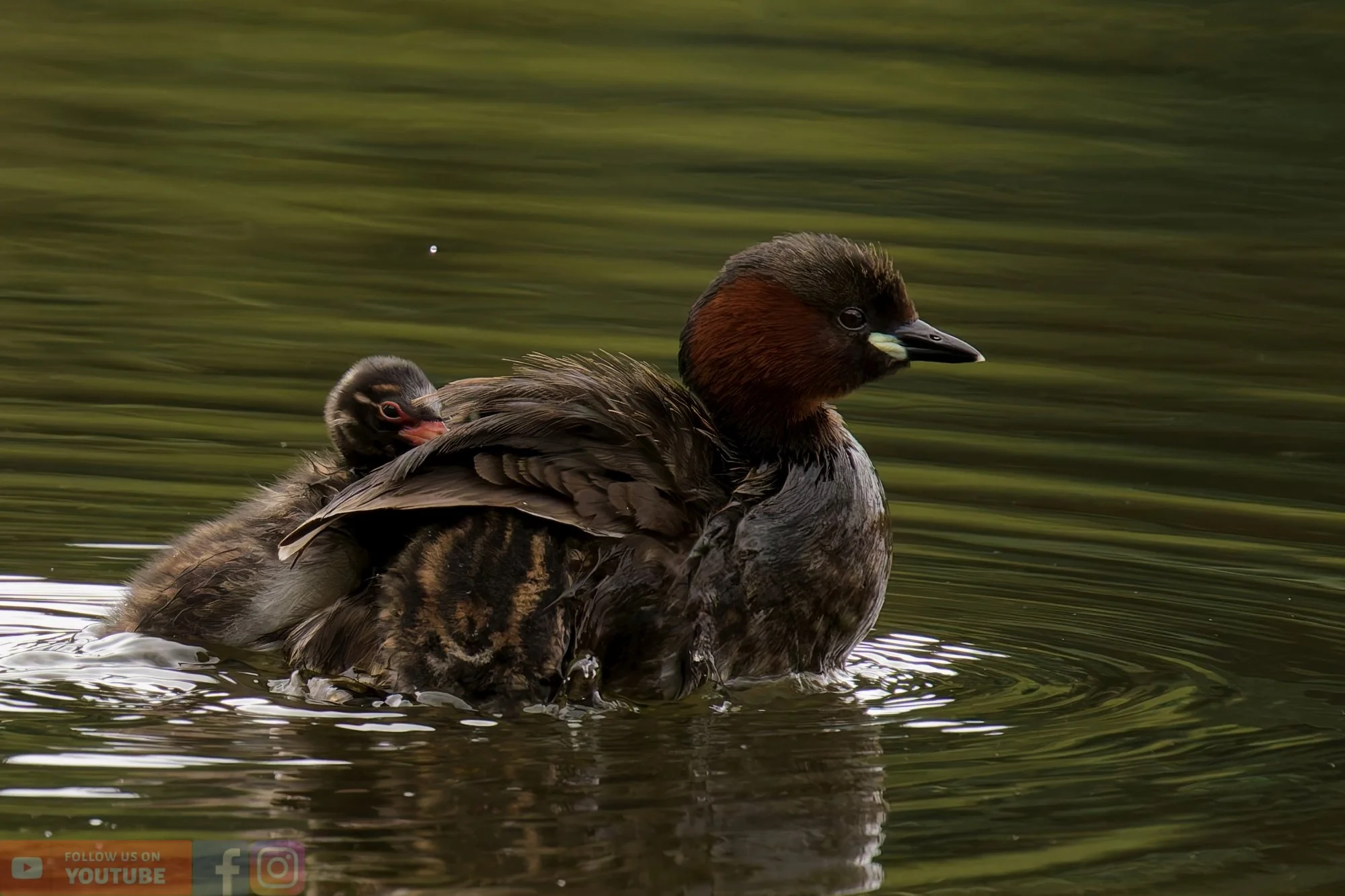 Little Grebe-00203.jpg