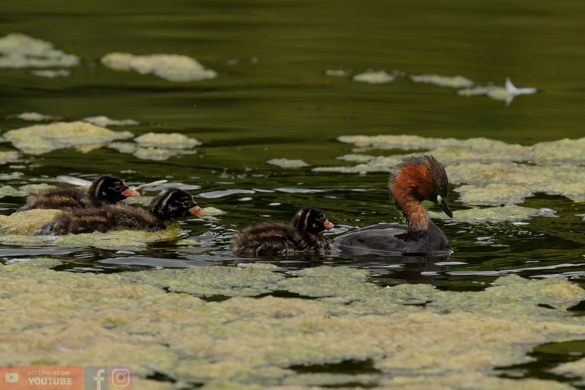 Little Grebe-00214.jpg