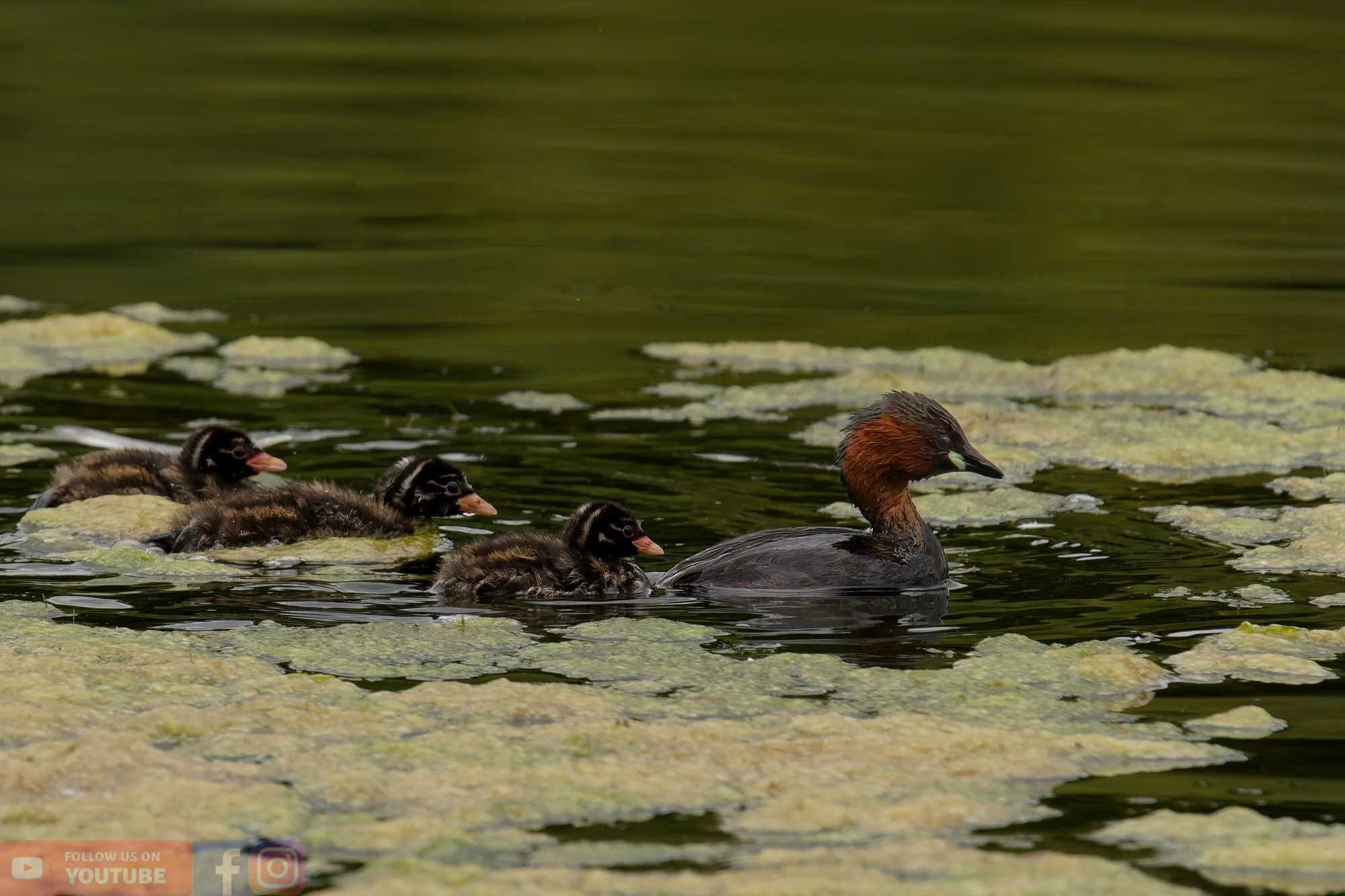 Little Grebe-00215.jpg