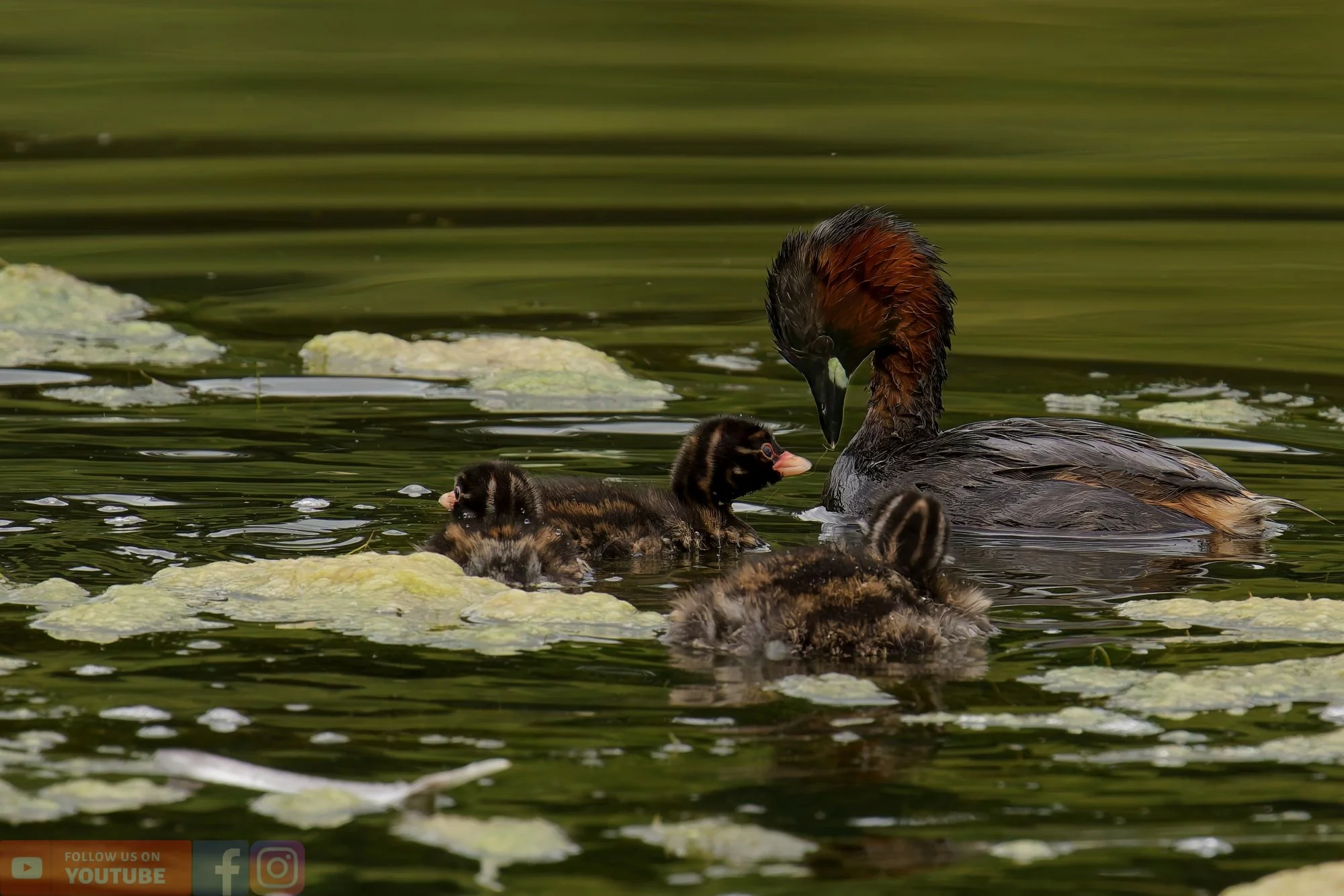Little Grebe-00216.jpg