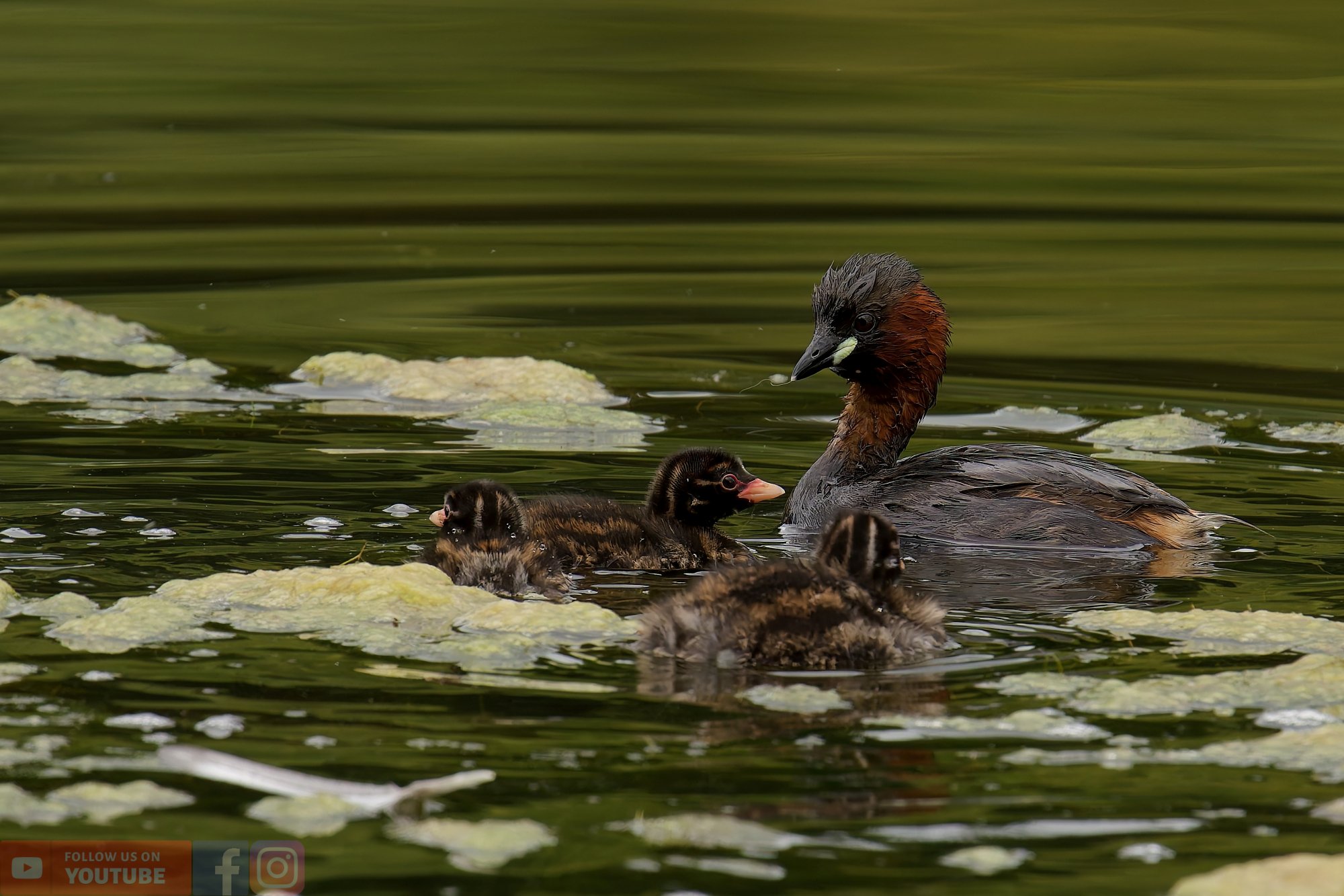 Little Grebe-00217.jpg