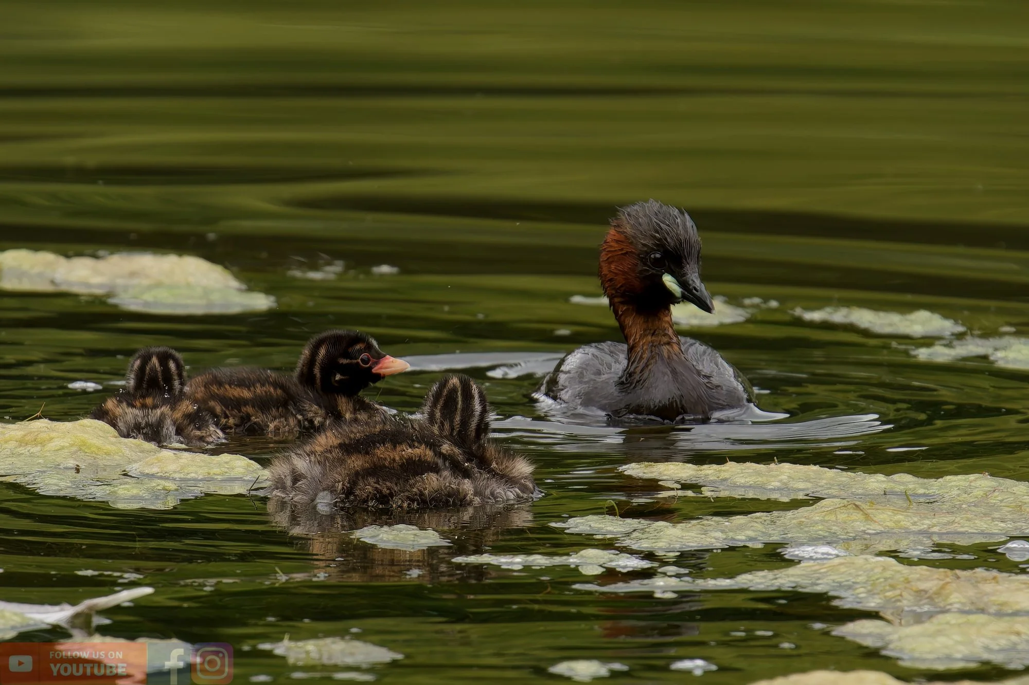 Little Grebe-00218.jpg
