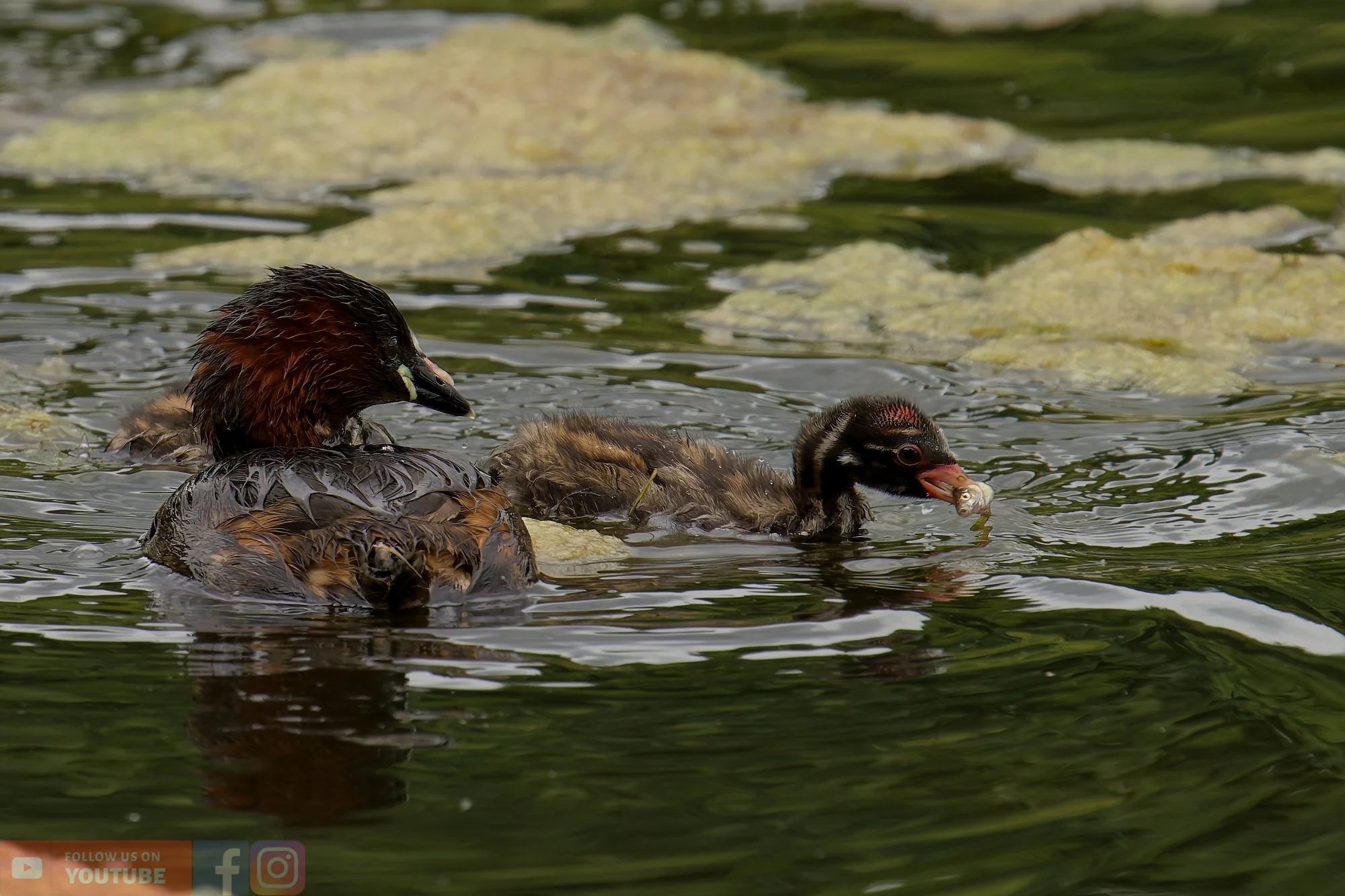 Little Grebe-00219.jpg