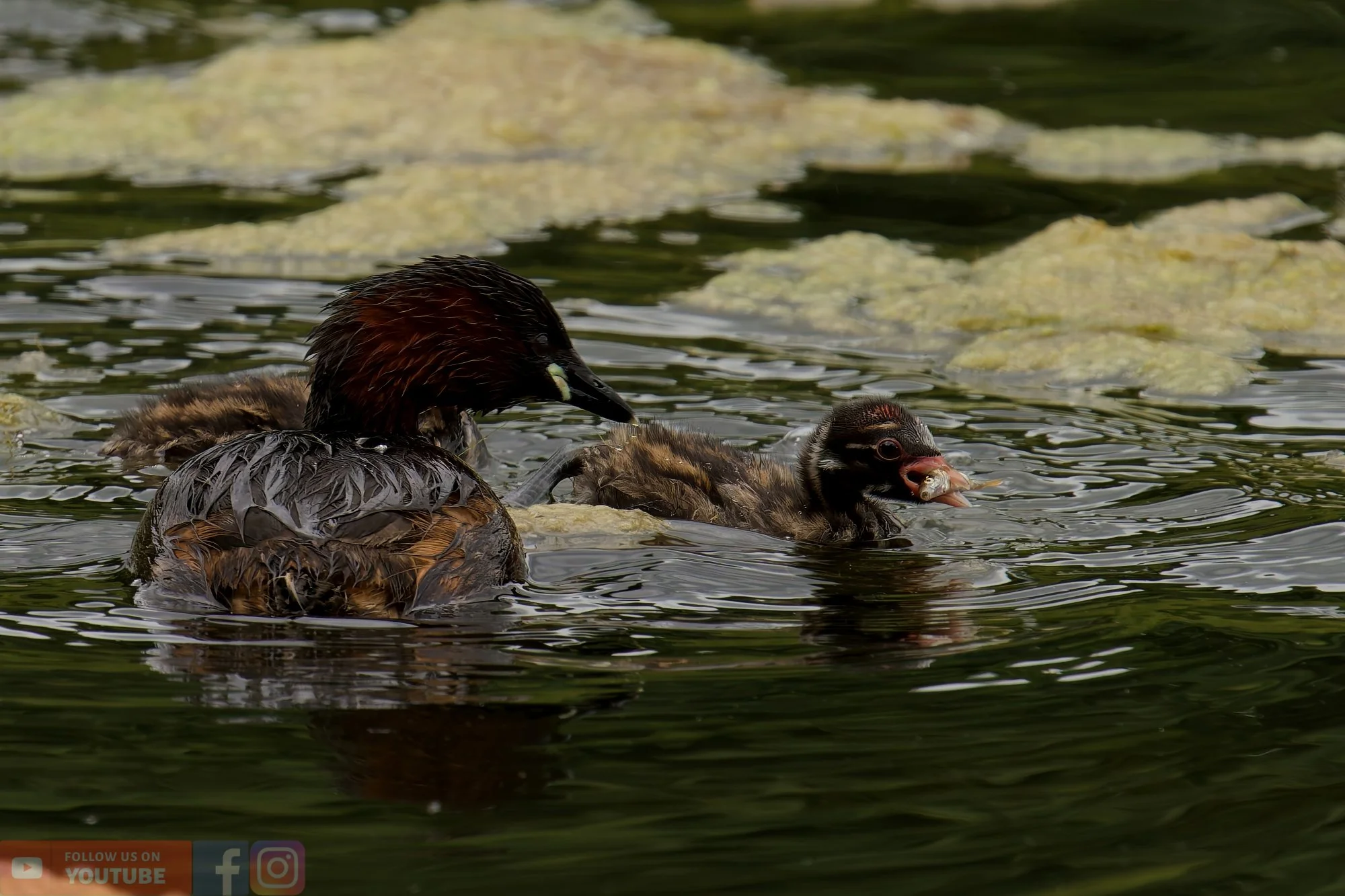 Little Grebe-00220.jpg