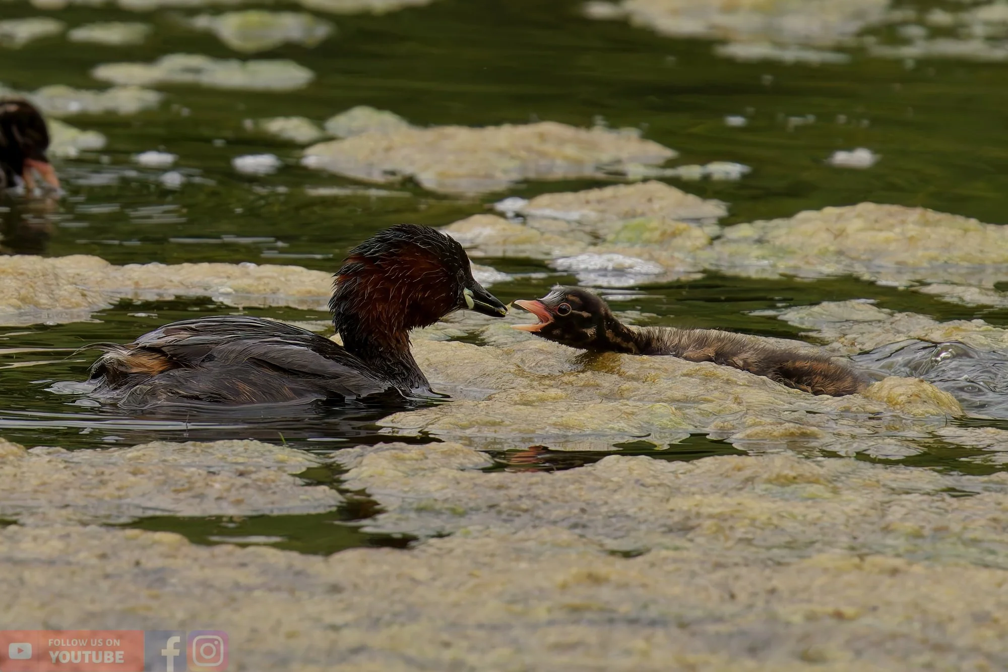 Little Grebe-00226.jpg