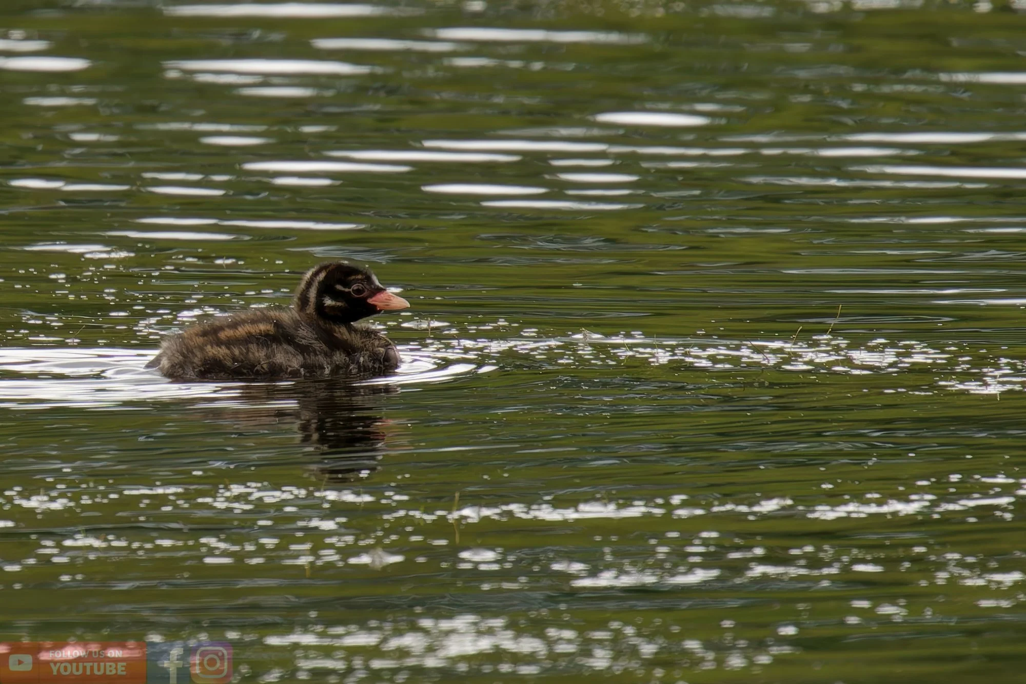 Little Grebe-00208.jpg