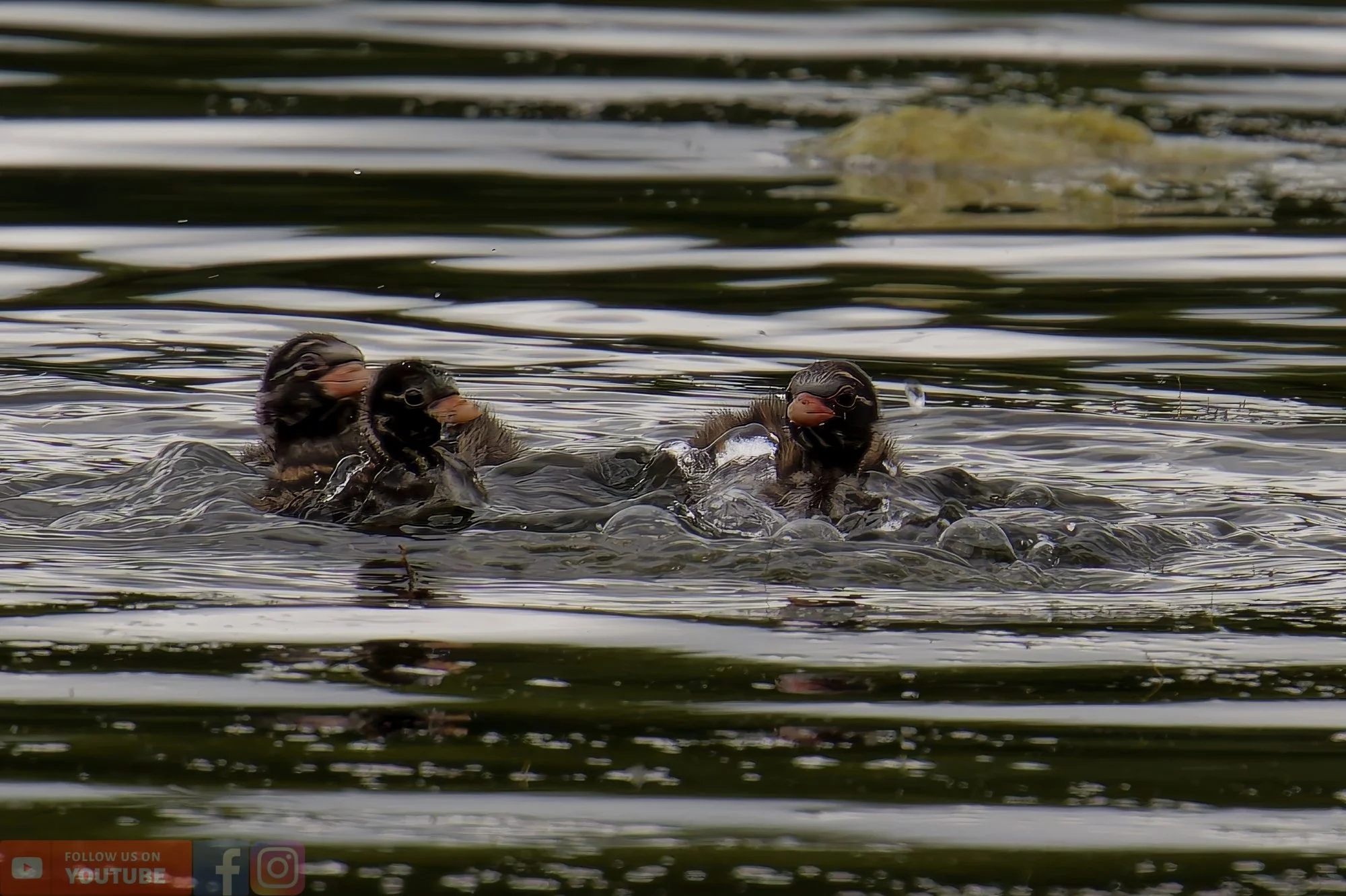 Little Grebe-00209.jpg