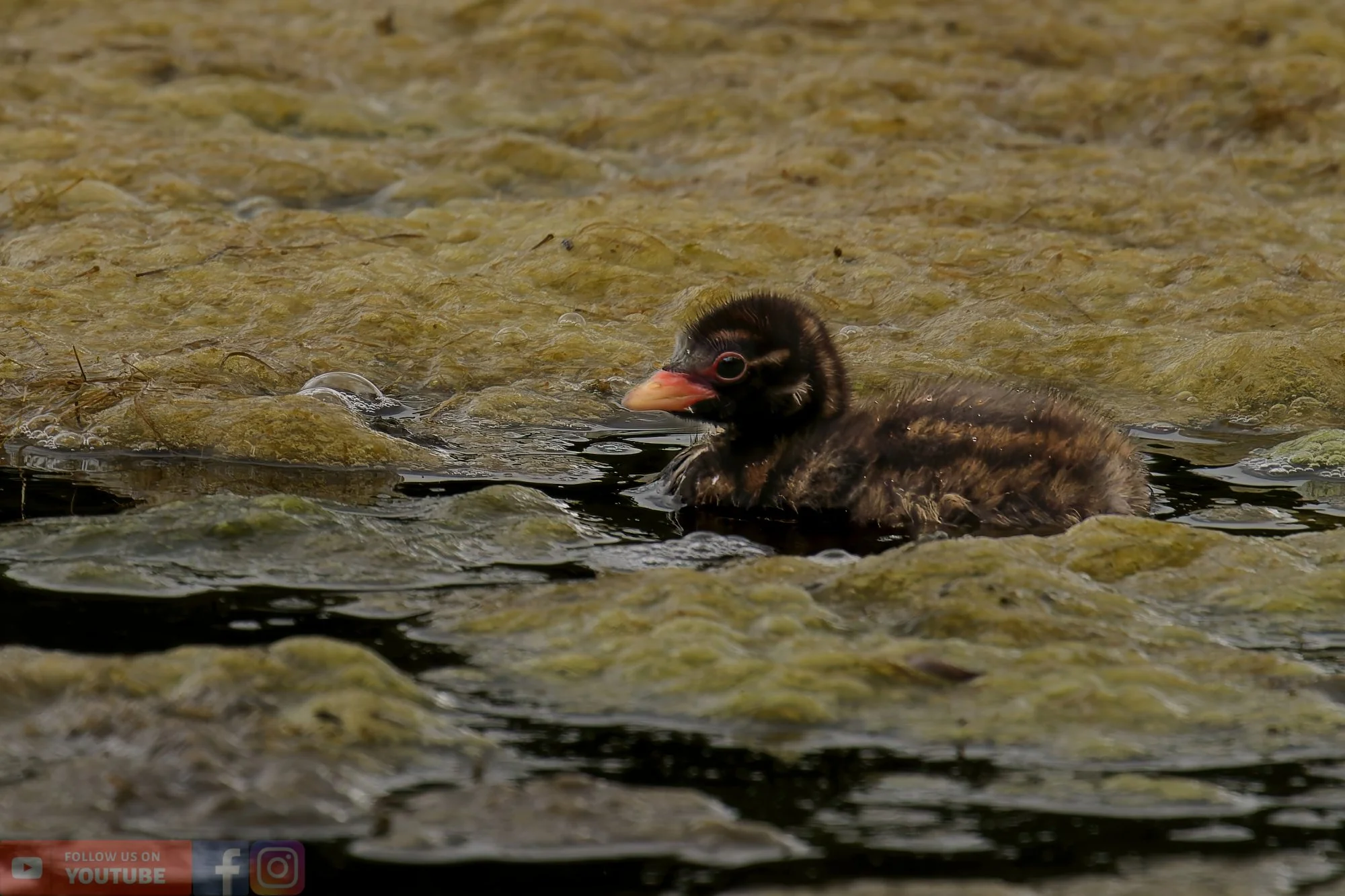 Little Grebe-00213.jpg