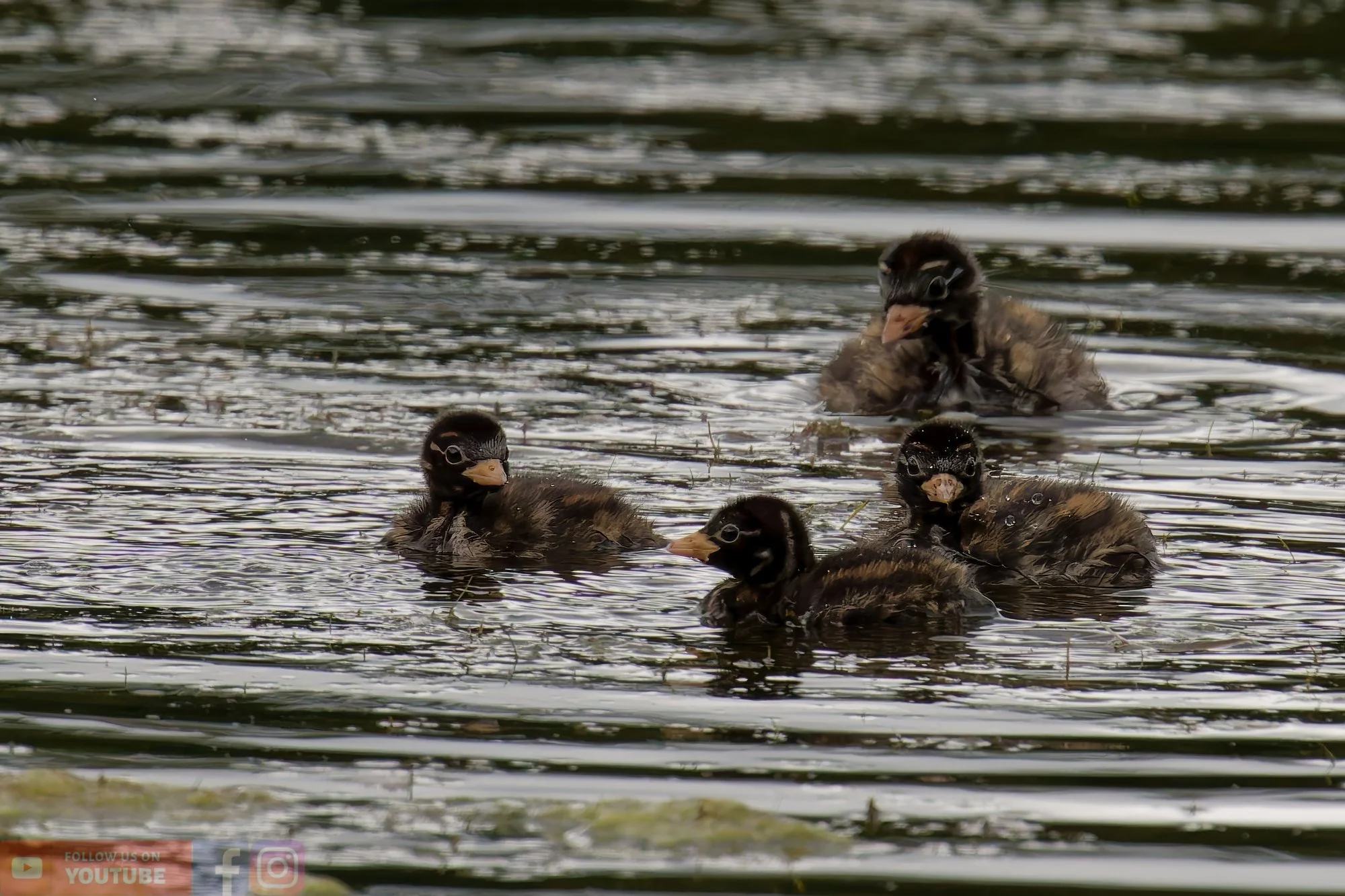 Little Grebe-00212.jpg