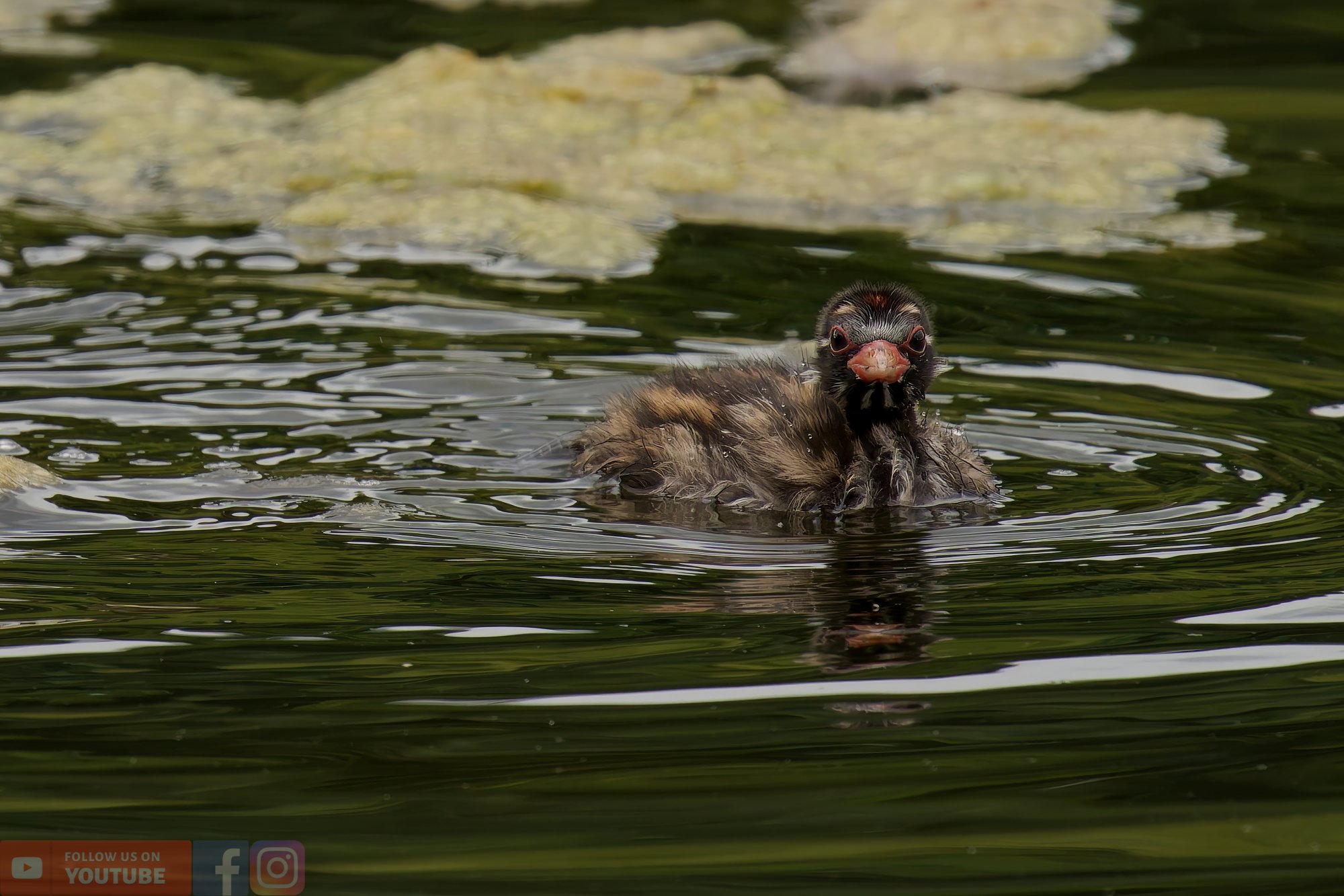Little Grebe-00222.jpg