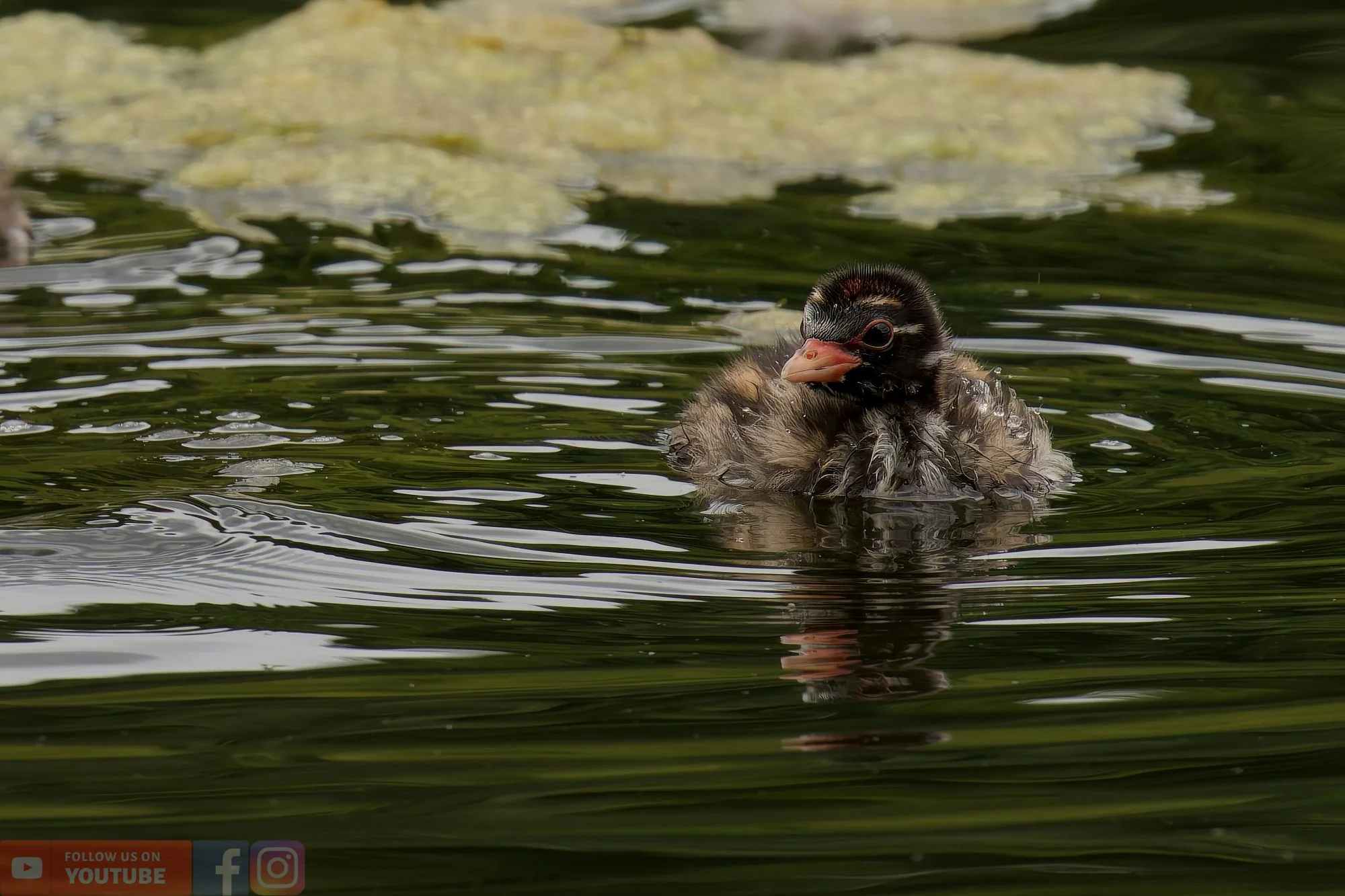 Little Grebe-00225.jpg