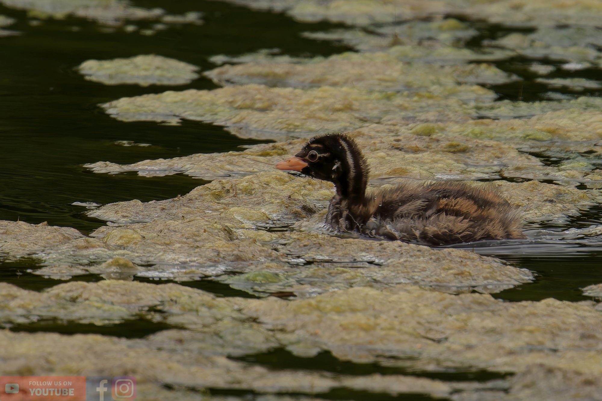 Little Grebe-00227.jpg