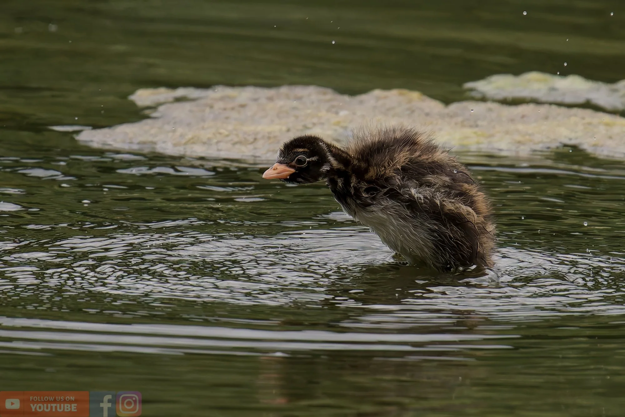 Little Grebe-00230.jpg