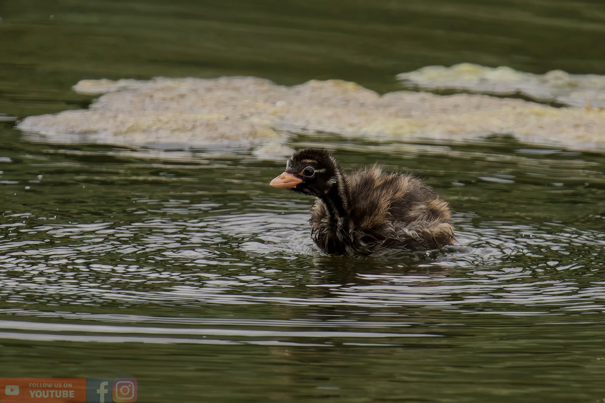 Little Grebe-00232.jpg