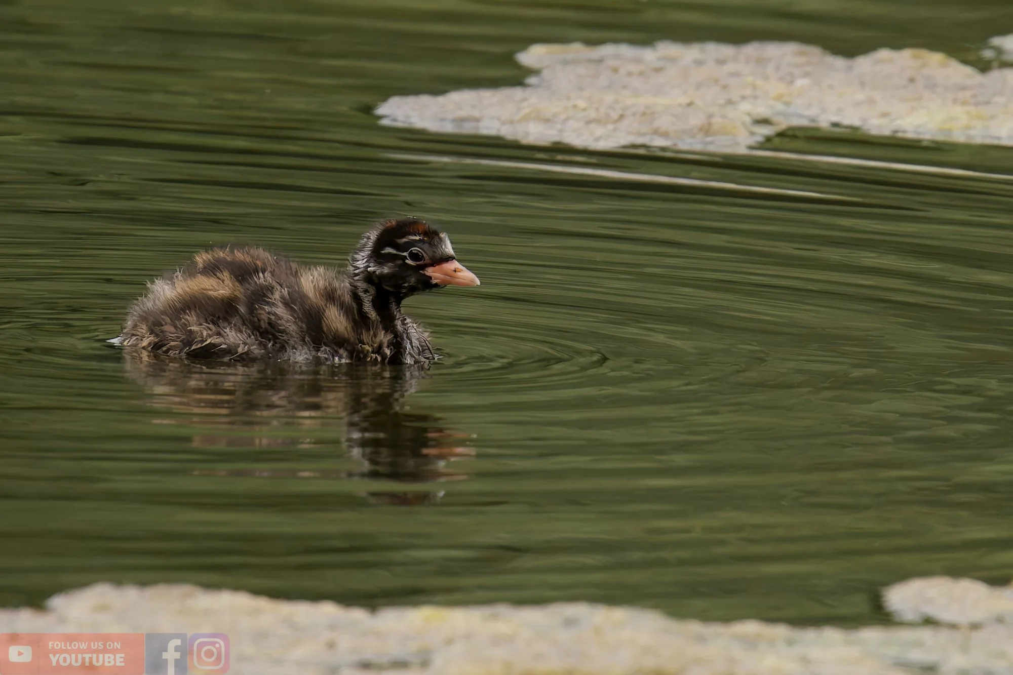 Little Grebe-00234.jpg