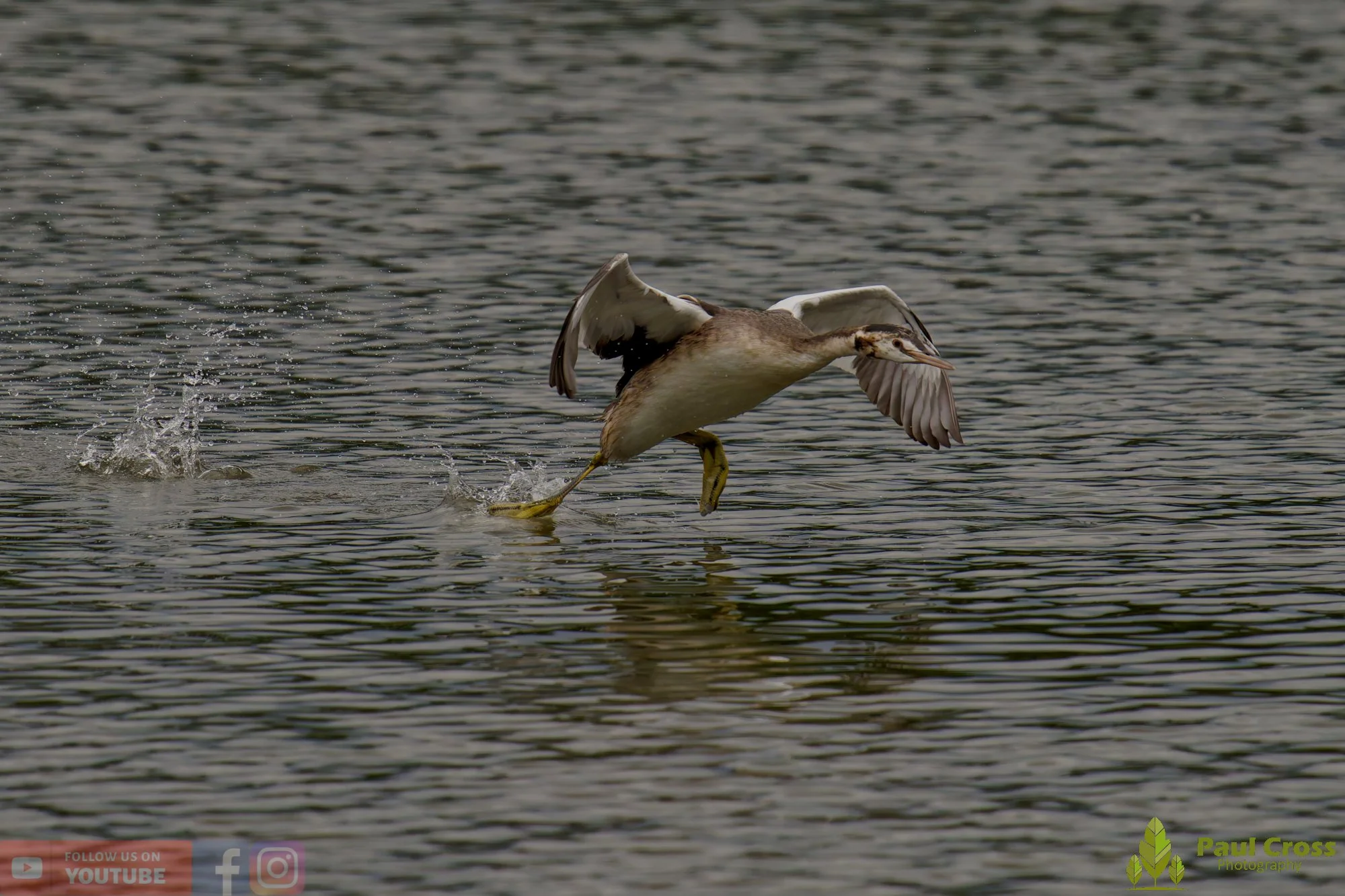 Great Crested Grebe-00898.jpg